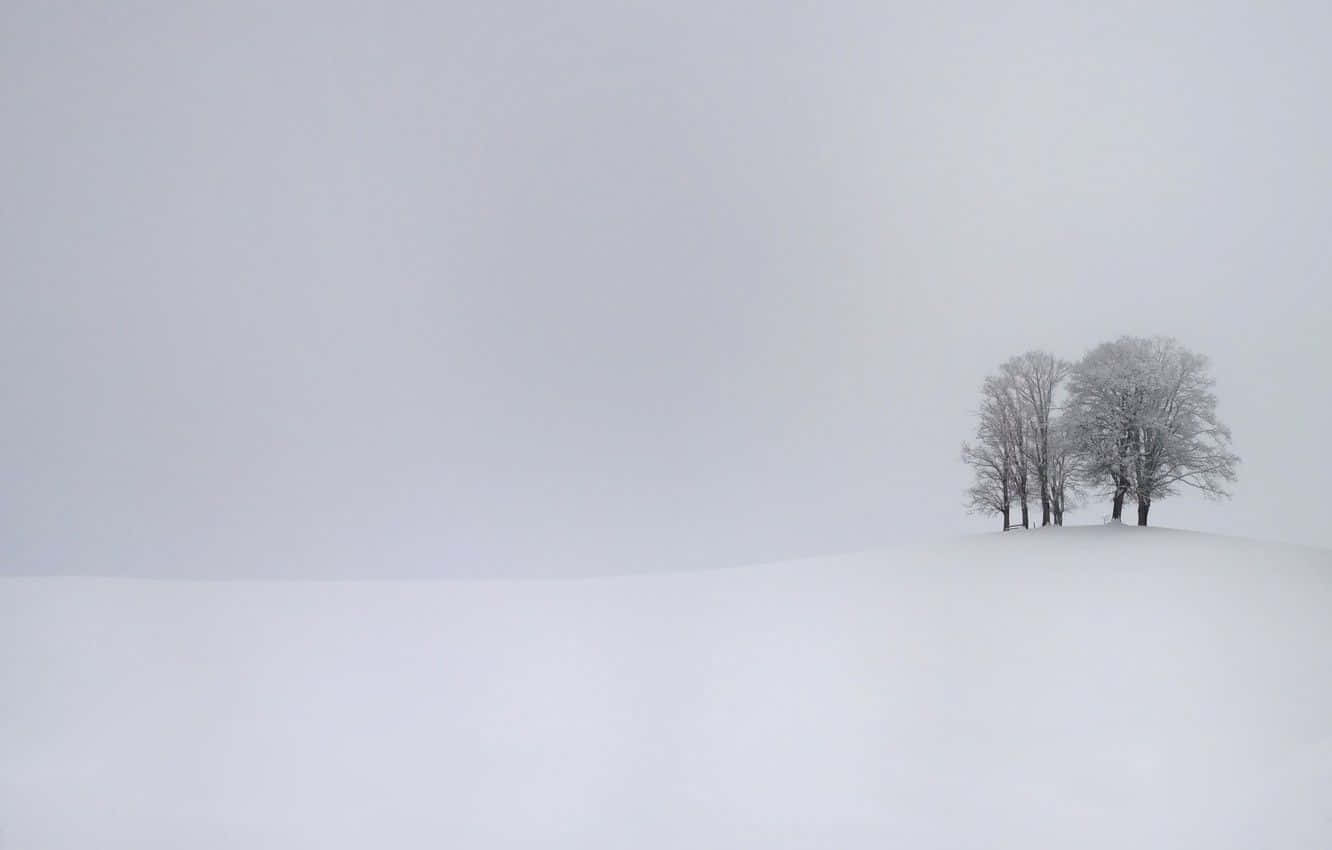 Snowstorm 桌布 壁紙 — 一片白雪覆蓋的樹叢孤獨地矗立在廣闊、霧氣瀰漫的白色山丘上，上方是暗淡的灰色天空。