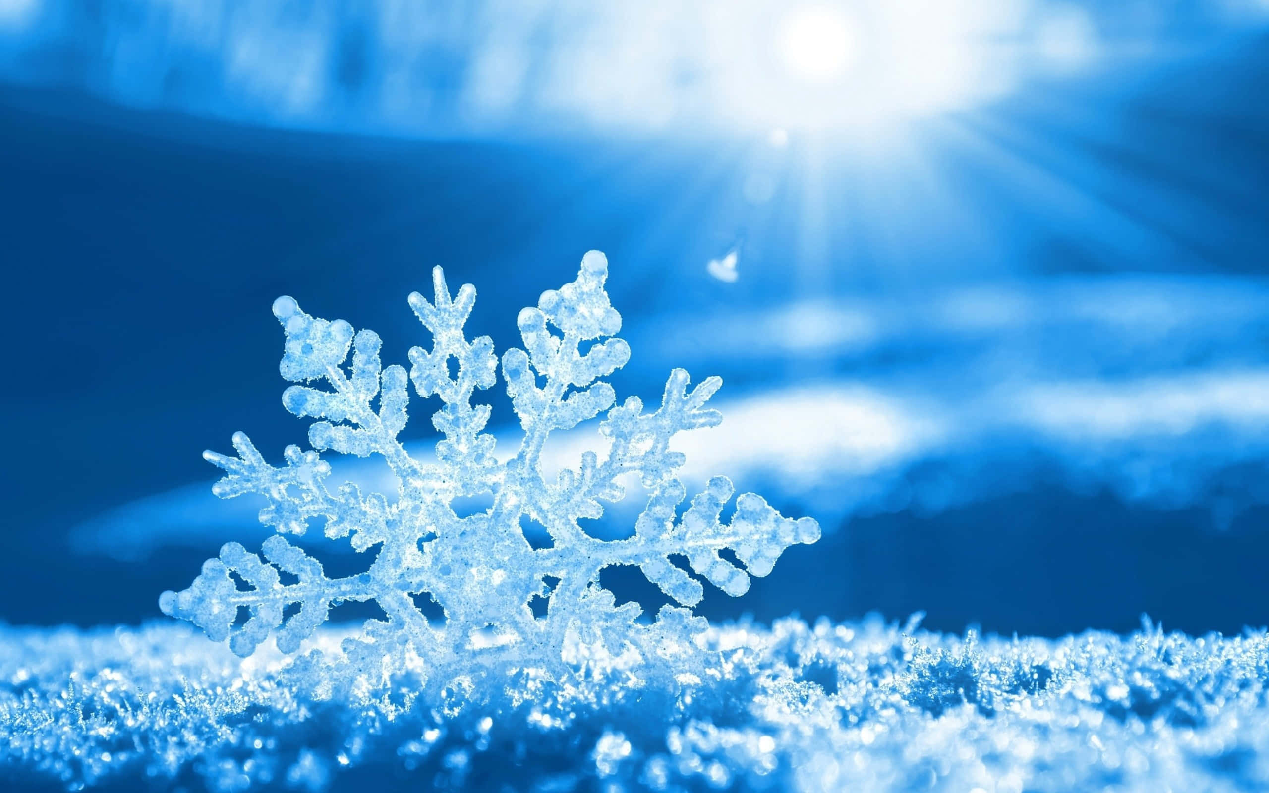 寒冷 桌布 壁紙 — 一片精緻的雪花在湛藍冬日天空和穿透的陽光下清晰閃耀。