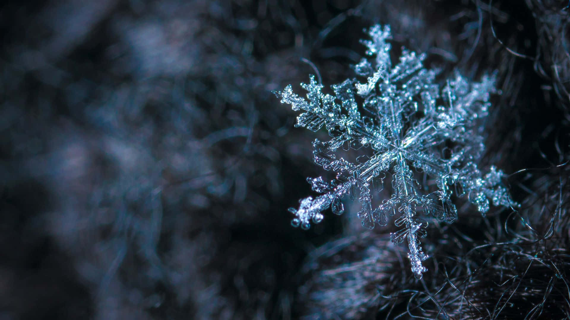 Frost 桌布 壁紙 — 一片精緻的雪花在結霜樹枝的模糊暗色背景下閃爍著冰晶般的清澈光芒。