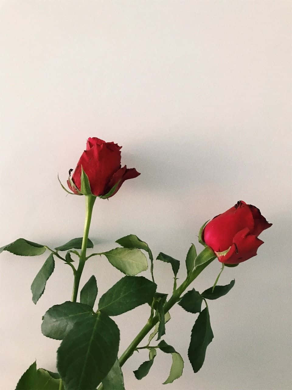 兩朵紅玫瑰，帶有綠色莖葉，襯托在白色背景上。