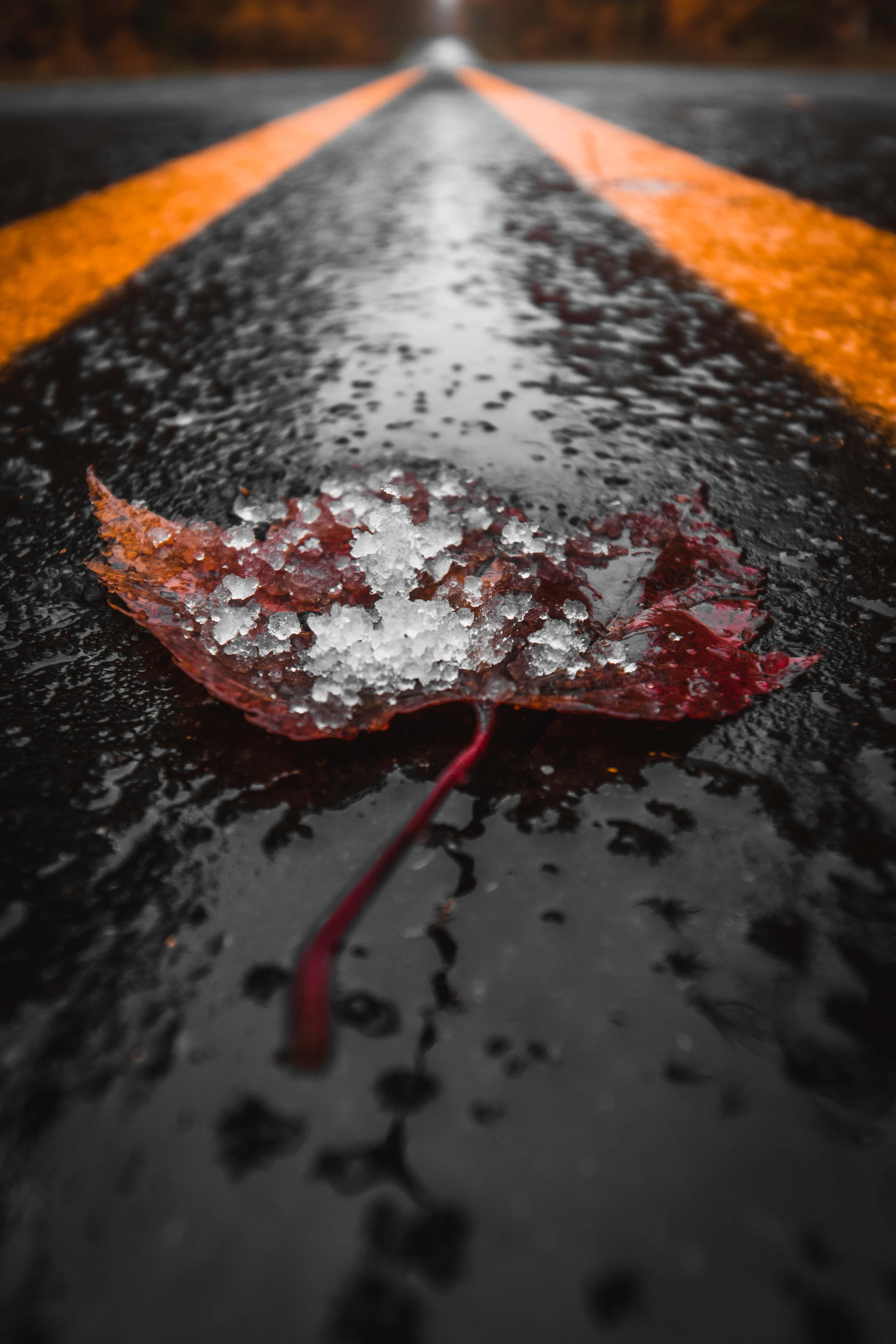 Fall Rain 桌布 壁紙 — 一片結霜的紅楓葉躺在濕漉漉的瀝青路上，路面有醒目的橙色條紋。