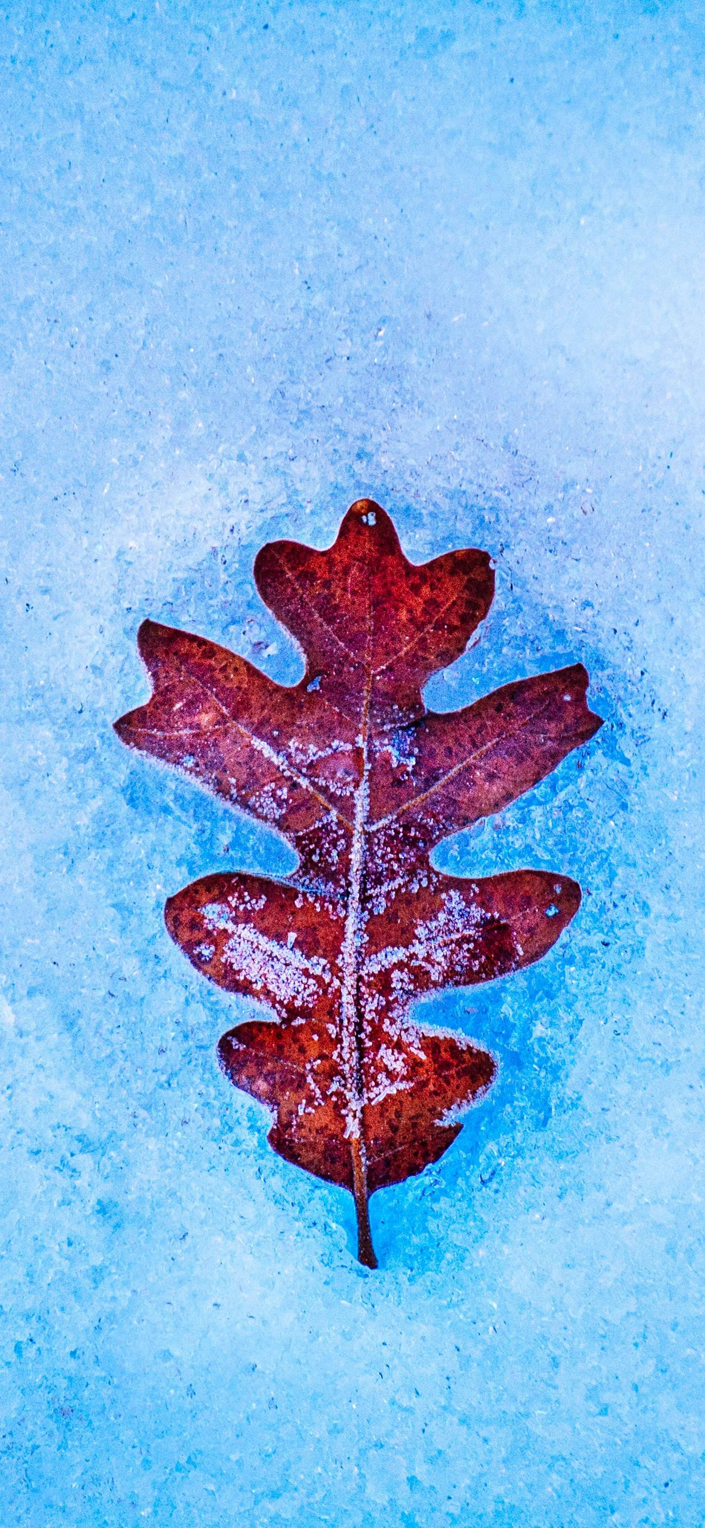 樹葉 桌布 壁紙 — 一片結霜的紅橡樹葉放在有紋理的冰藍色表面上。
