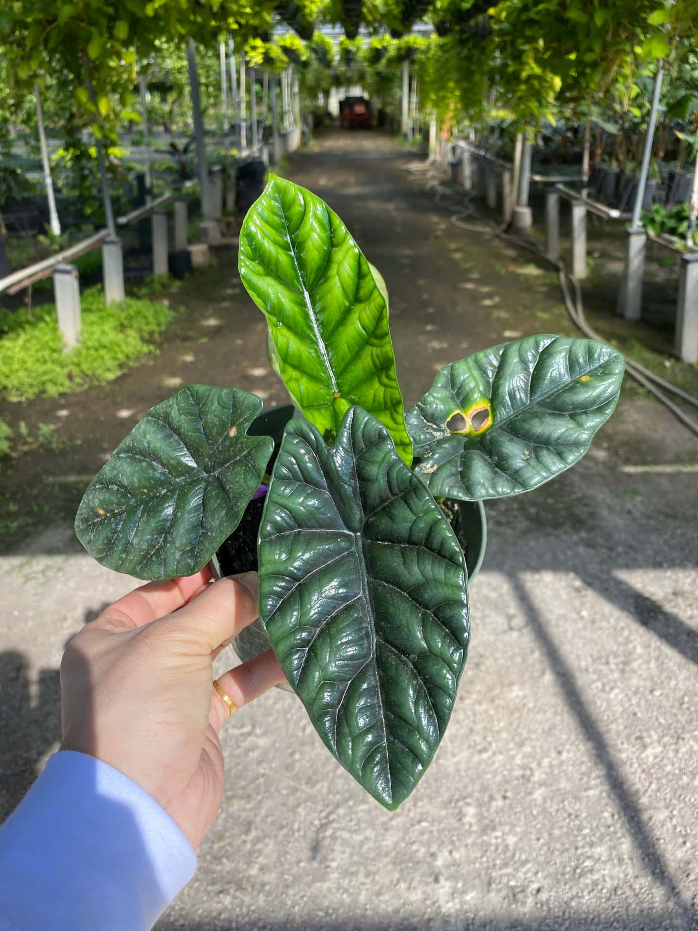 在溫室中手持一株茂盛的綠色海芋植物。