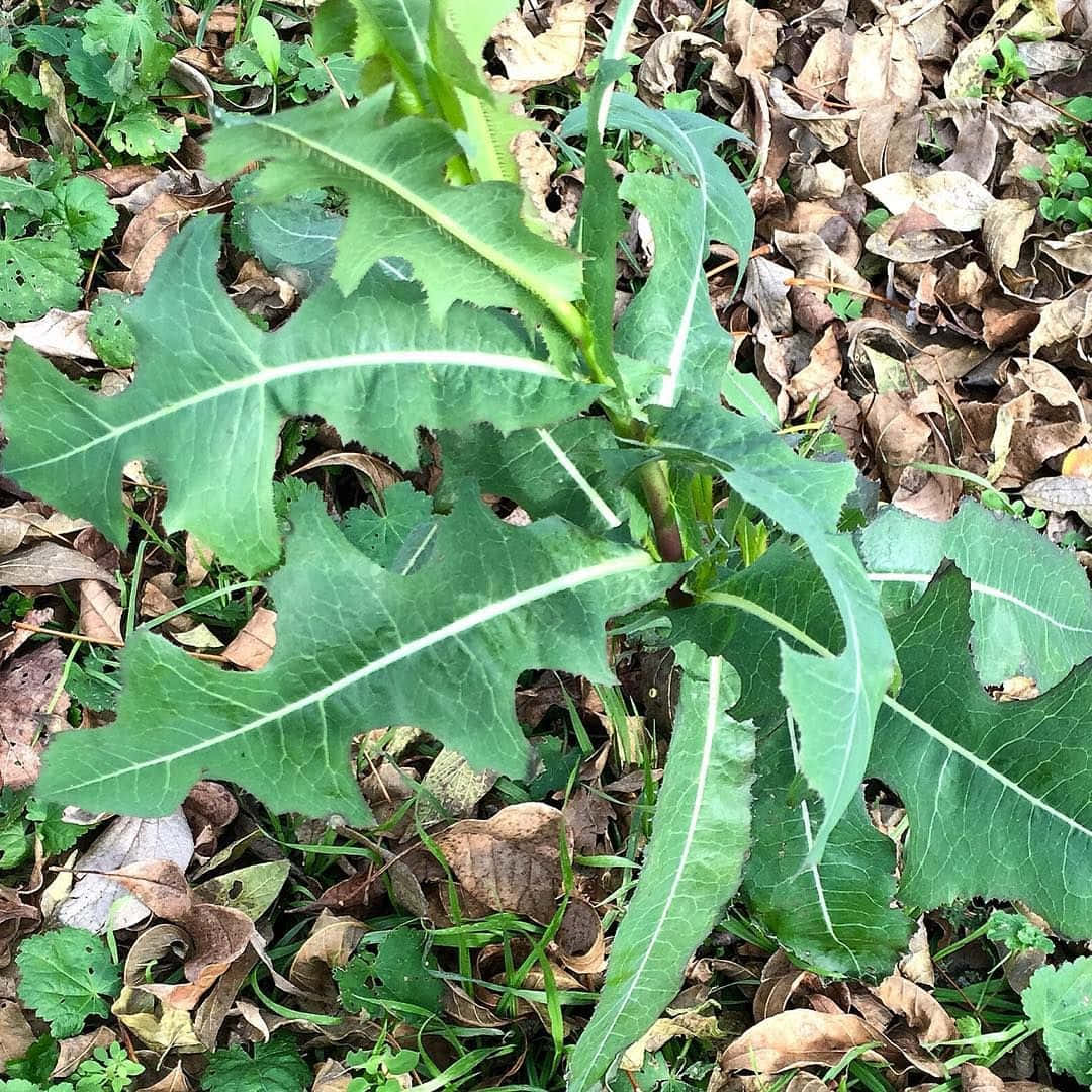 一片美麗的野生萵苣田 壁紙 — 充滿活力的綠色生菜植物，帶有鋸齒狀葉子，穿過一層乾燥的棕色樹葉和草生長。