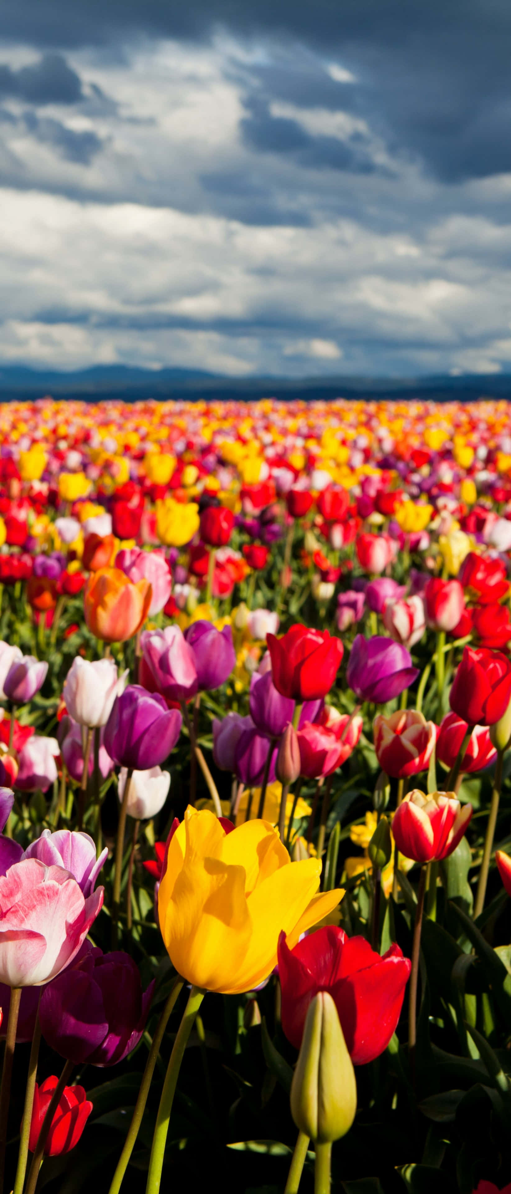 Tulip Field 桌布 壁紙 — 一片色彩繽紛的鬱金香花田在戲劇性的多雲天空下延伸，遠方有山巒。