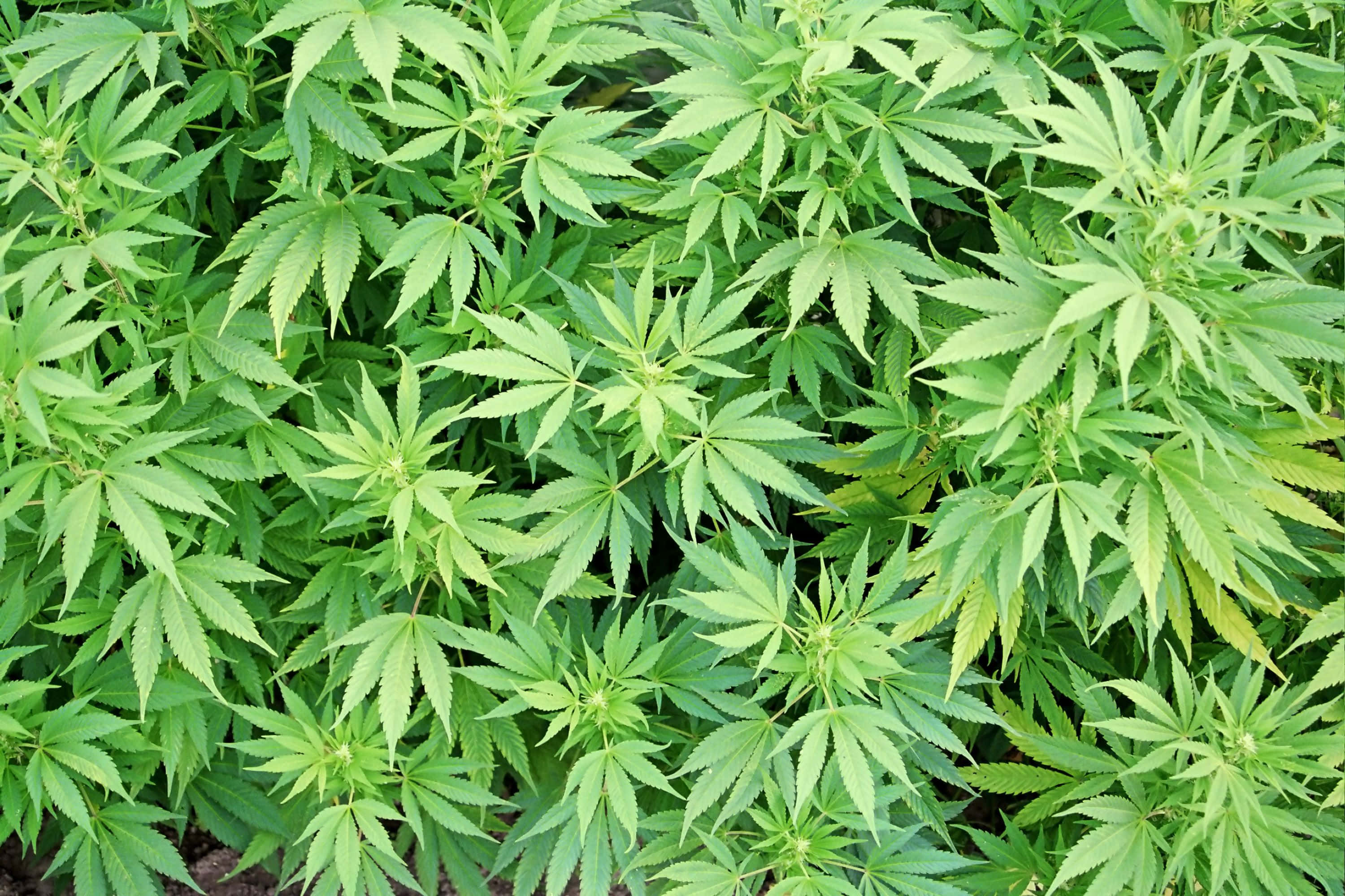 大麻 桌布 壁紙 — 一片茂密嘅鮮綠色大麻植物，帶有鋸齒狀葉片，喺明亮日光下生長。