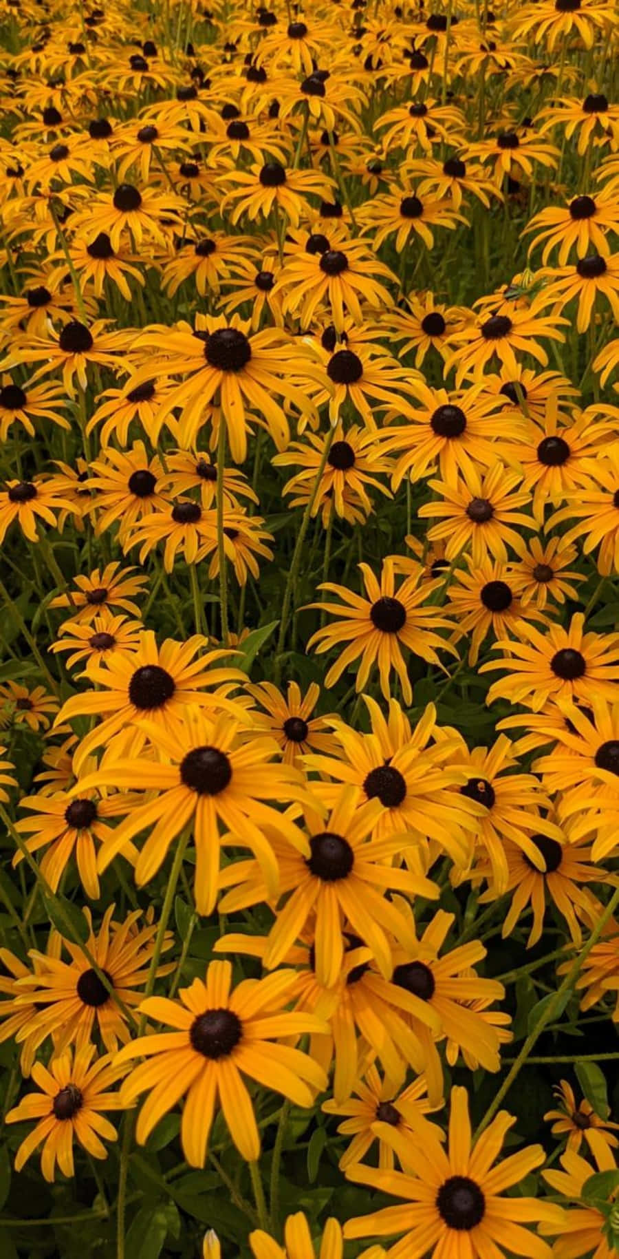 Black Eyed Susan 桌布 壁紙 — 一片茂密的亮黃色黑眼蘇珊花田，帶有深色花心，在自然光中輕輕搖曳。