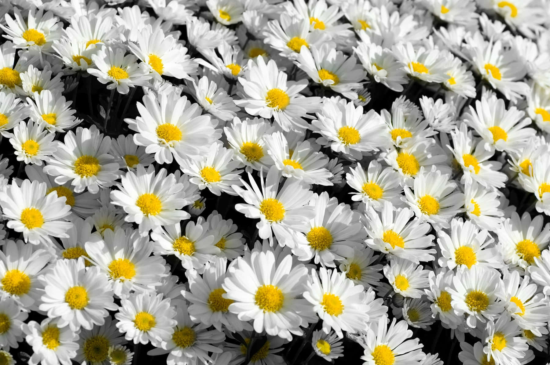 Tumblr Flower 桌布 壁紙 — 一片茂密的白色雛菊田，帶有明亮的黃色花心，在燦爛的陽光下盛開。