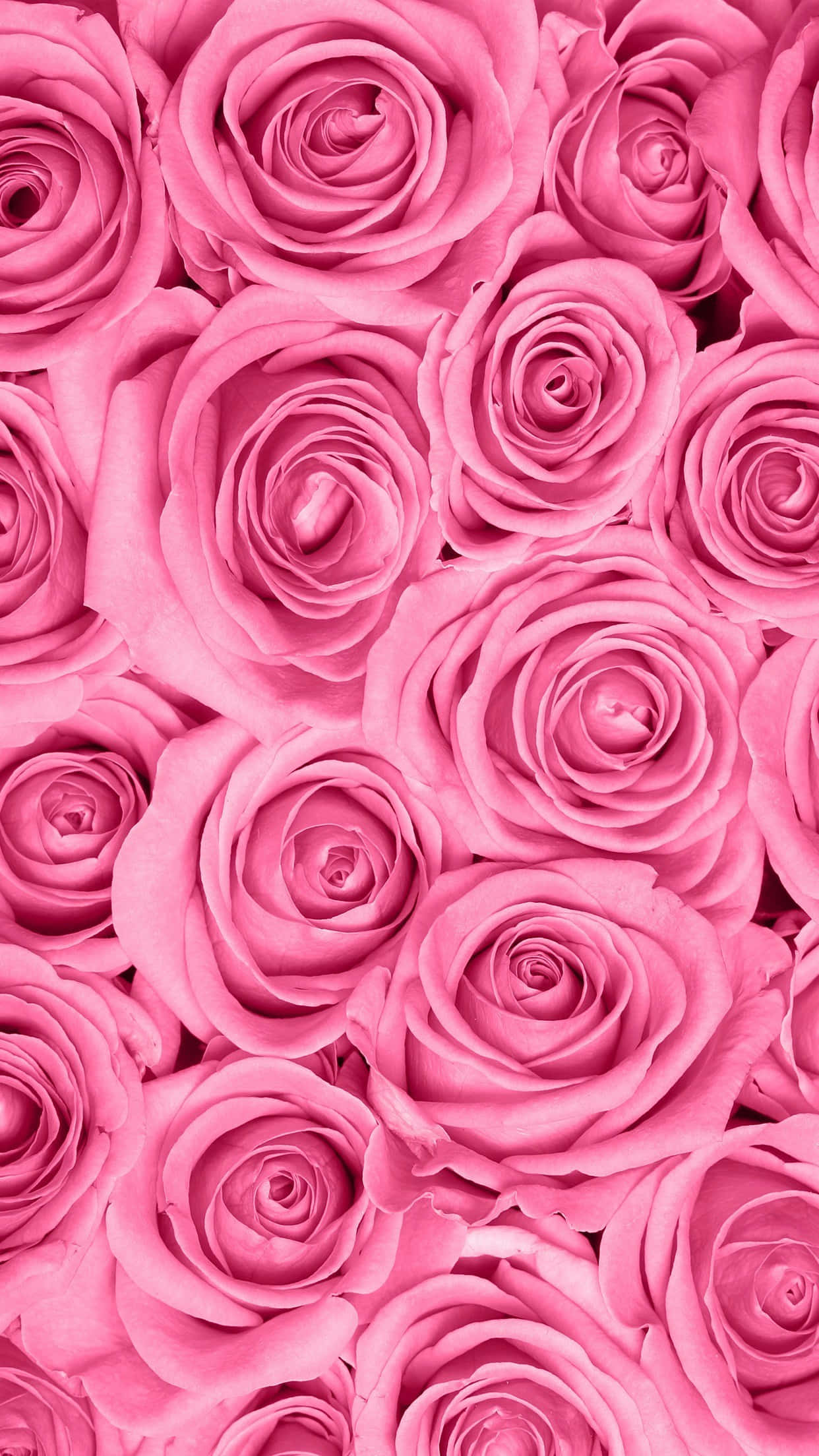 Rose Pattern 桌布 壁紙 — 一片茂密的鮮粉紅色玫瑰，帶有精緻的分層花瓣和柔和陰影，營造出豐富的花卉紋理。