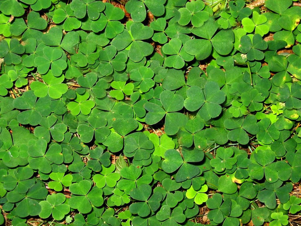 Saint Patricks Day 桌布 壁紙 — 一片茂密的鮮綠色三葉草葉地毯，帶有微妙的陽光亮點和泥土棕色的土壤透出。