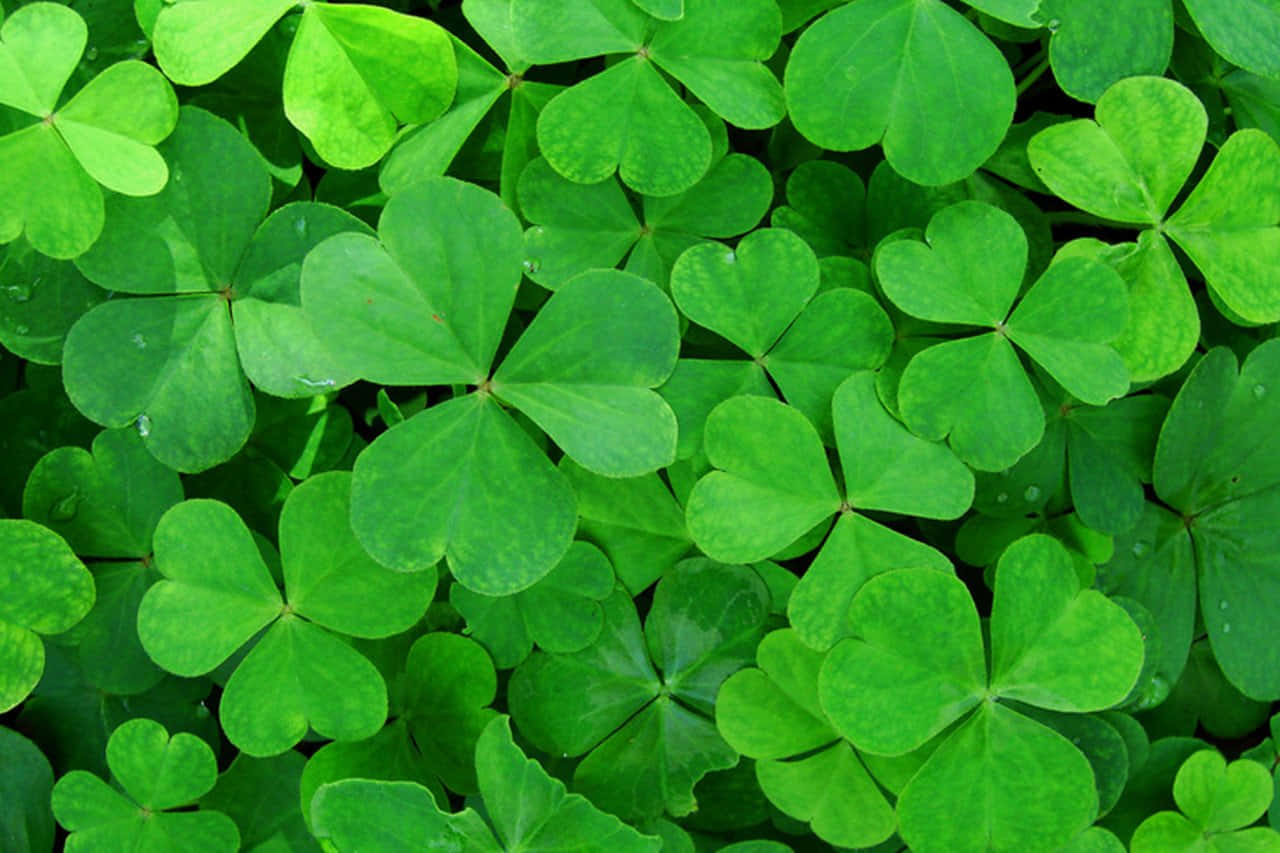 St Patrick's Day 桌布 壁紙 — 一片茂密的鮮綠色四葉草地毯，露珠在明亮的陽光下閃閃發光。