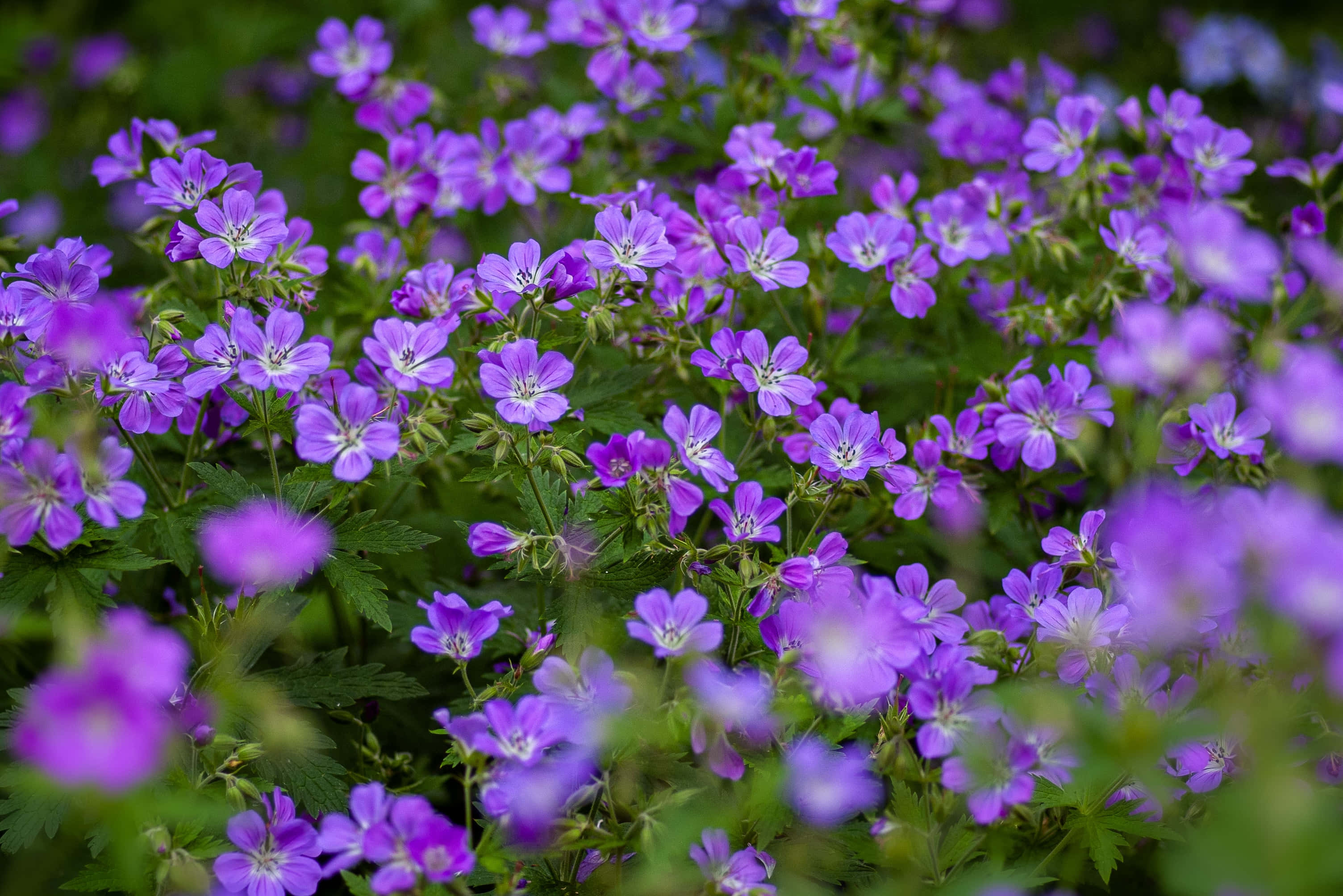 Summer Flowers 桌布 壁紙 — 一片茂盛的田野，充滿鮮豔的紫色野花，帶有精緻的花瓣和綠色葉子，呈現柔和焦點。