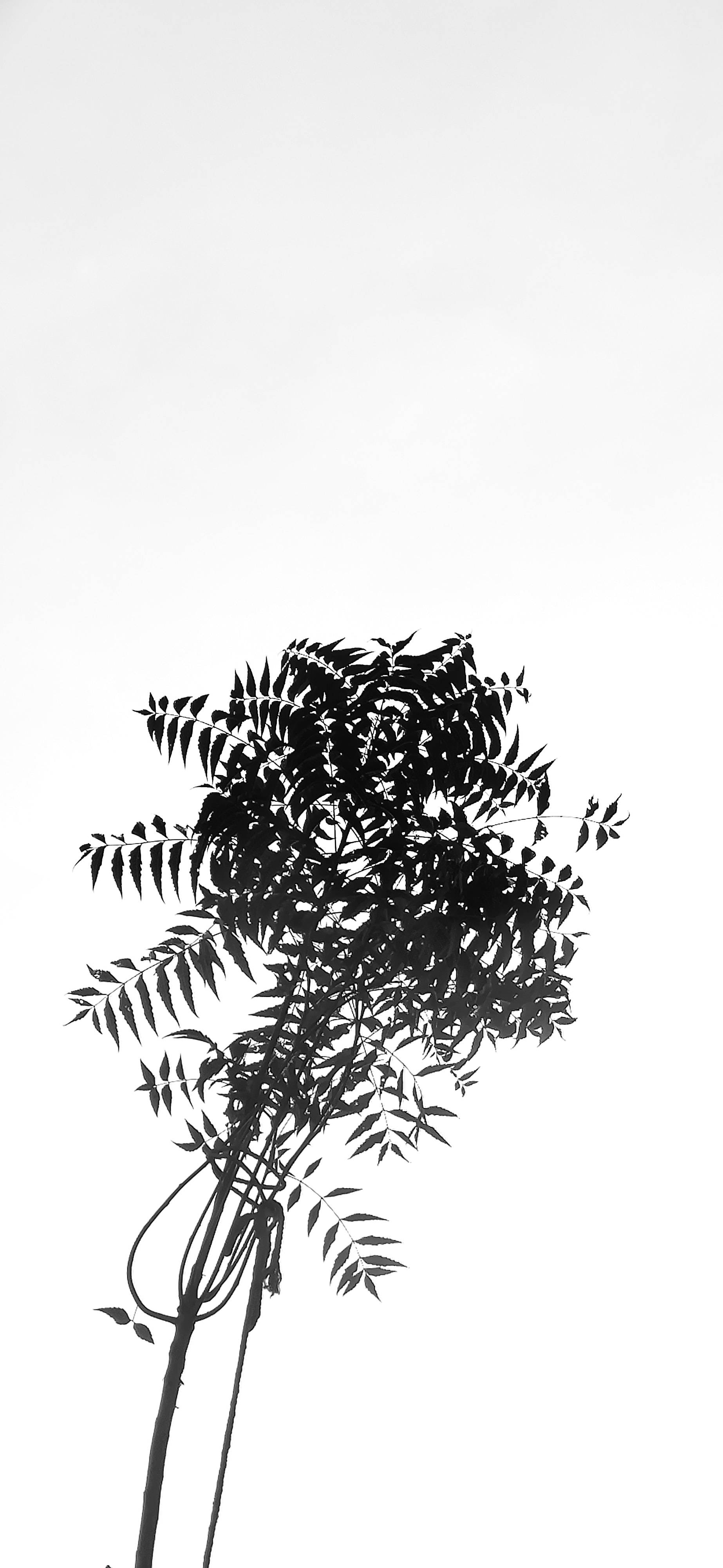 植物 桌布 壁紙 — 一片葉子植物的鮮明黑色剪影，在純白色背景上呈現極簡單色風格。