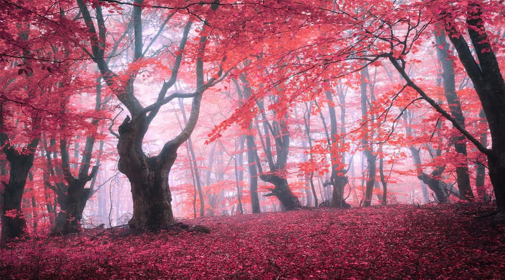 Beautiful Forest 桌布 壁紙 — 一片迷霧森林沐浴在超現實的粉紅光芒中，樹木和地面覆蓋著鮮豔的紅葉。