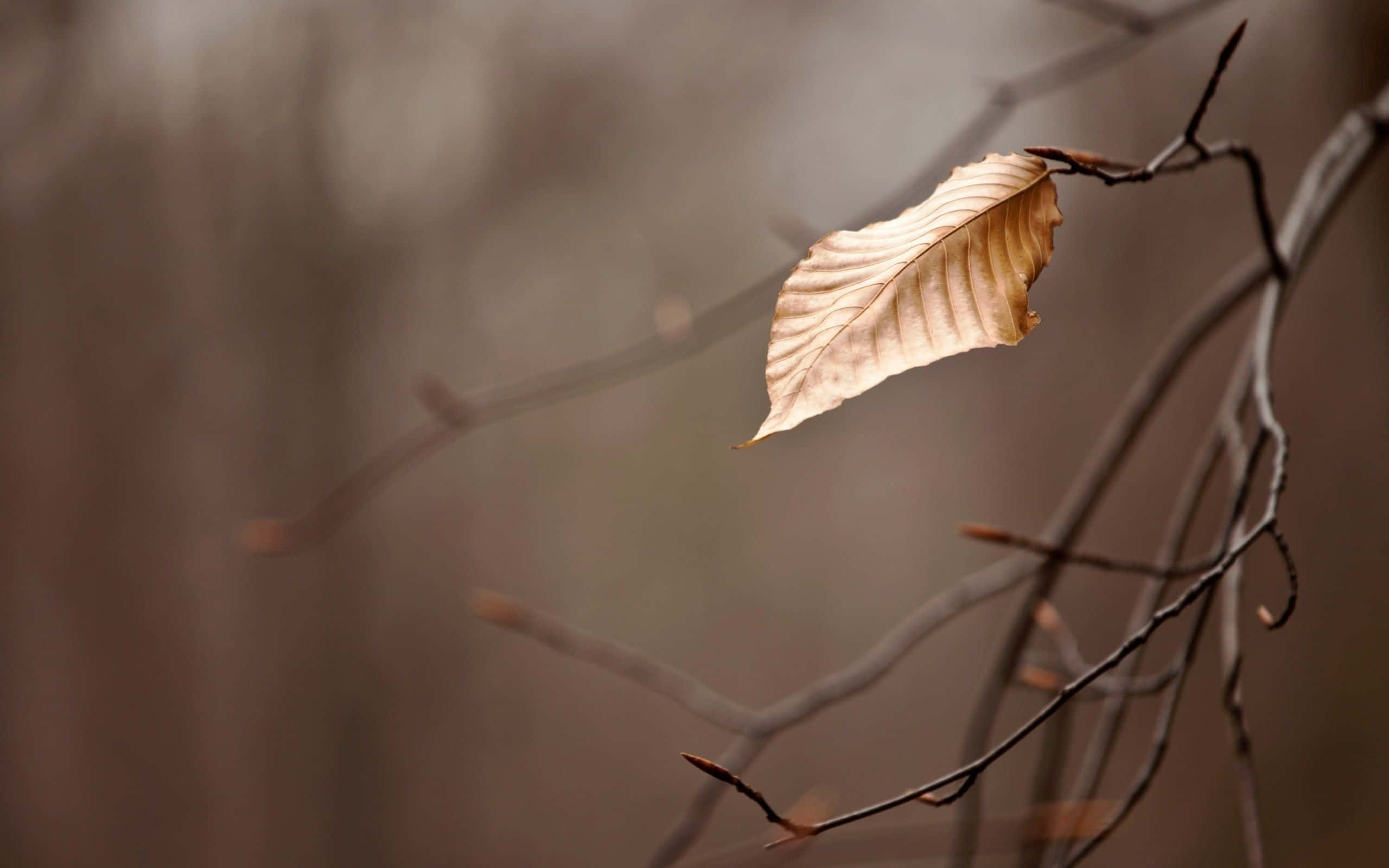 Brown Leaves 桌布 壁紙 — 一片金棕色葉子緊貼在光禿禿的樹枝上，背景是柔和模糊的森林。