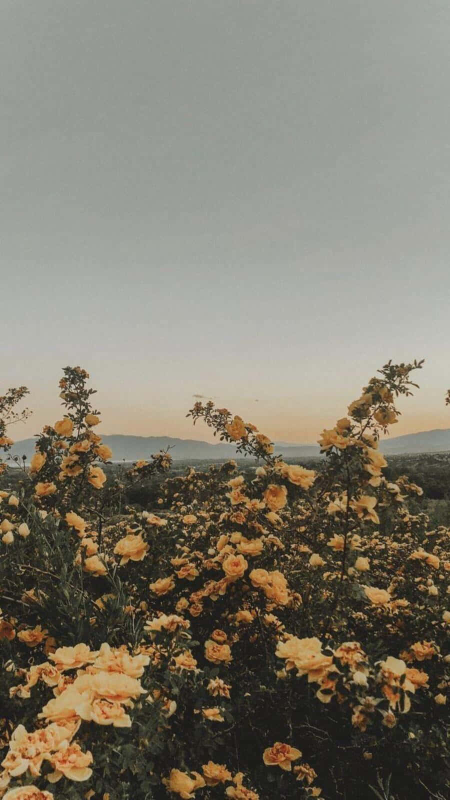 Vintage Aesthetic Plant 桌布 壁紙 — 一片金色玫瑰在柔和嘅暮色天空下盛開，遠山嘅剪影喺背景中浮現。
