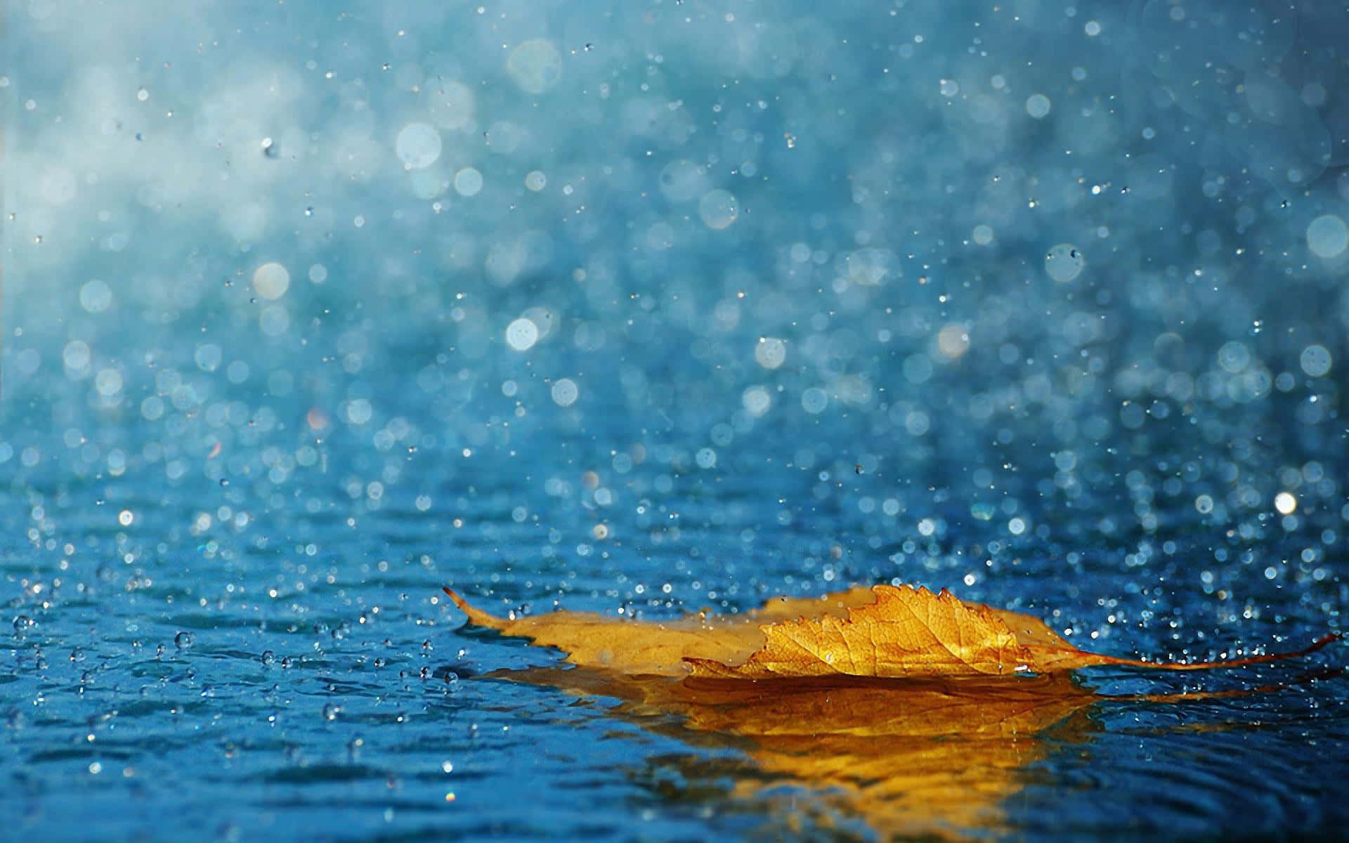 Rainy 桌布 壁紙 — 一片金色葉子靜靜漂浮在漣漪的藍色水面上，雨滴在柔和散景光中閃爍。