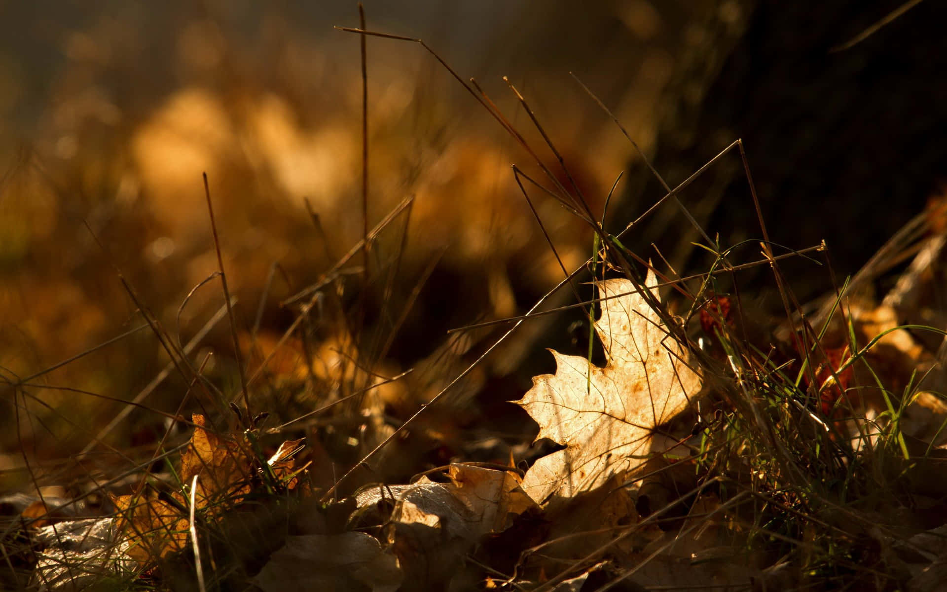 Fallen Leaves 桌布 壁紙 — 一片金黃色的楓葉躺在乾燥的草葉間，沐浴在溫暖的秋日陽光下。