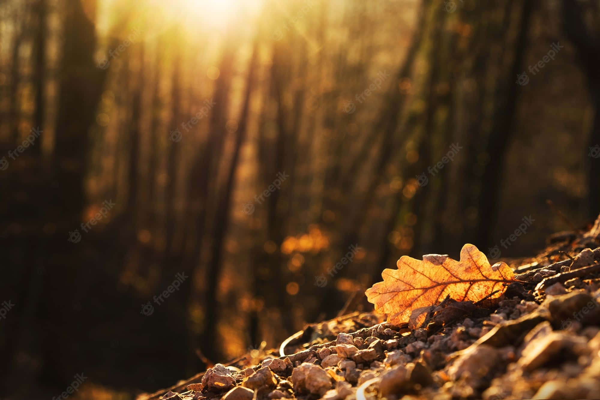 Fall Sunset 桌布 壁紙 — 一片金黃色的橡樹葉躺在森林地面上，陽光穿過秋天的樹木，營造出溫暖的散景效果。