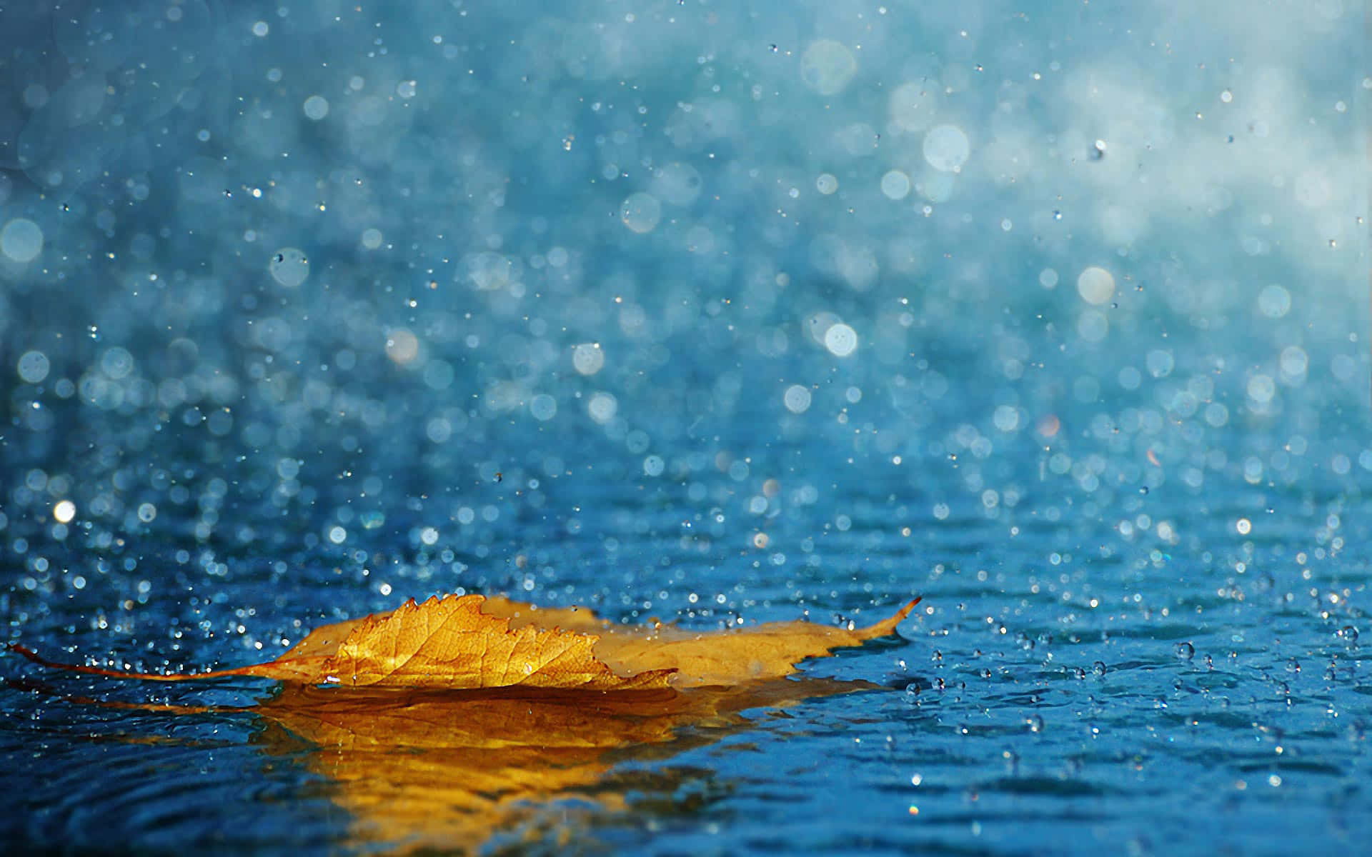 Raining 桌布 壁紙 — 一片金黃色的秋葉靜靜地漂浮在充滿閃爍水滴和柔和散景的鮮豔藍色水面上。