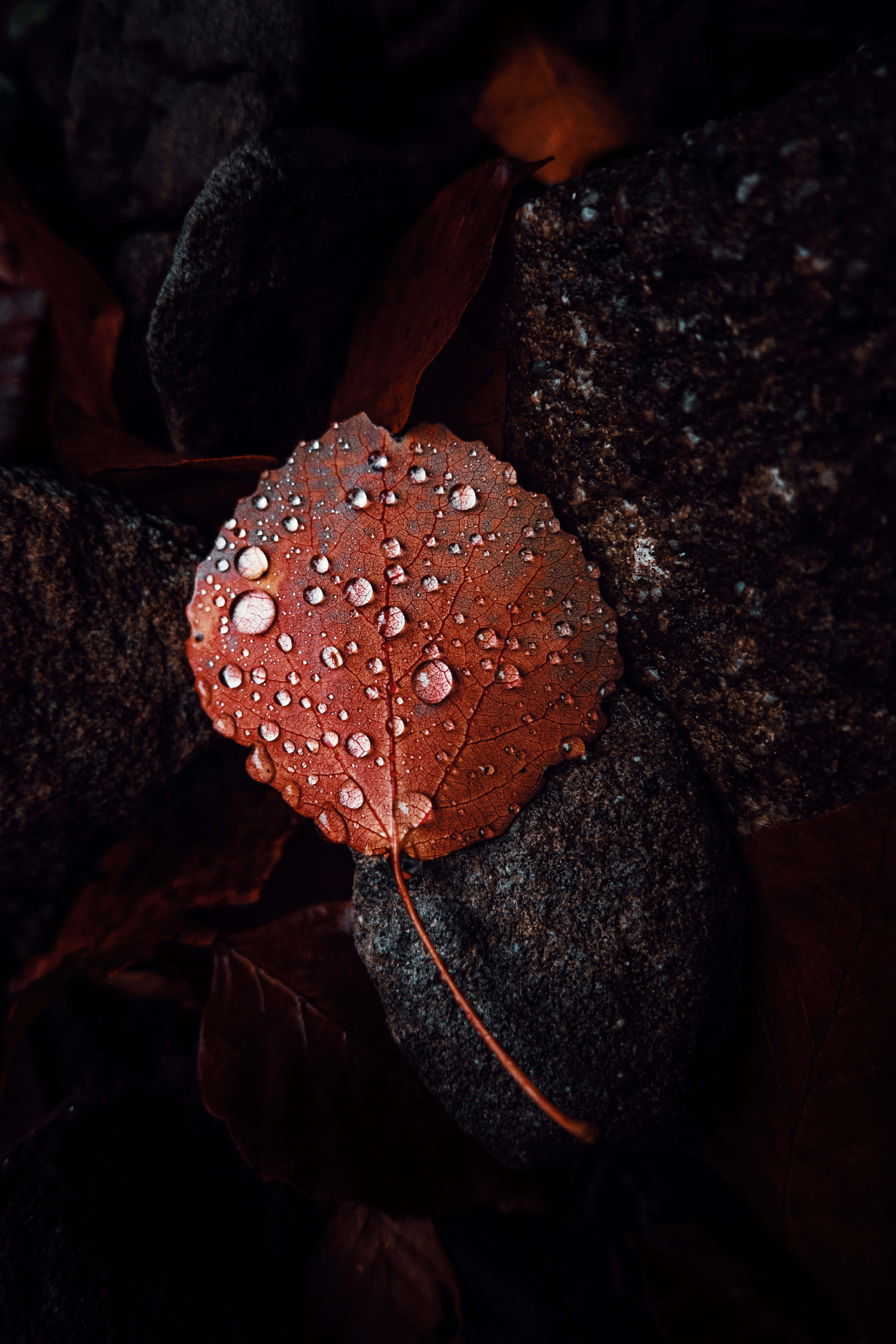 Fall Dew 桌布 壁紙 — 一片銅色秋葉在潮濕的深色石頭間閃爍著露珠。