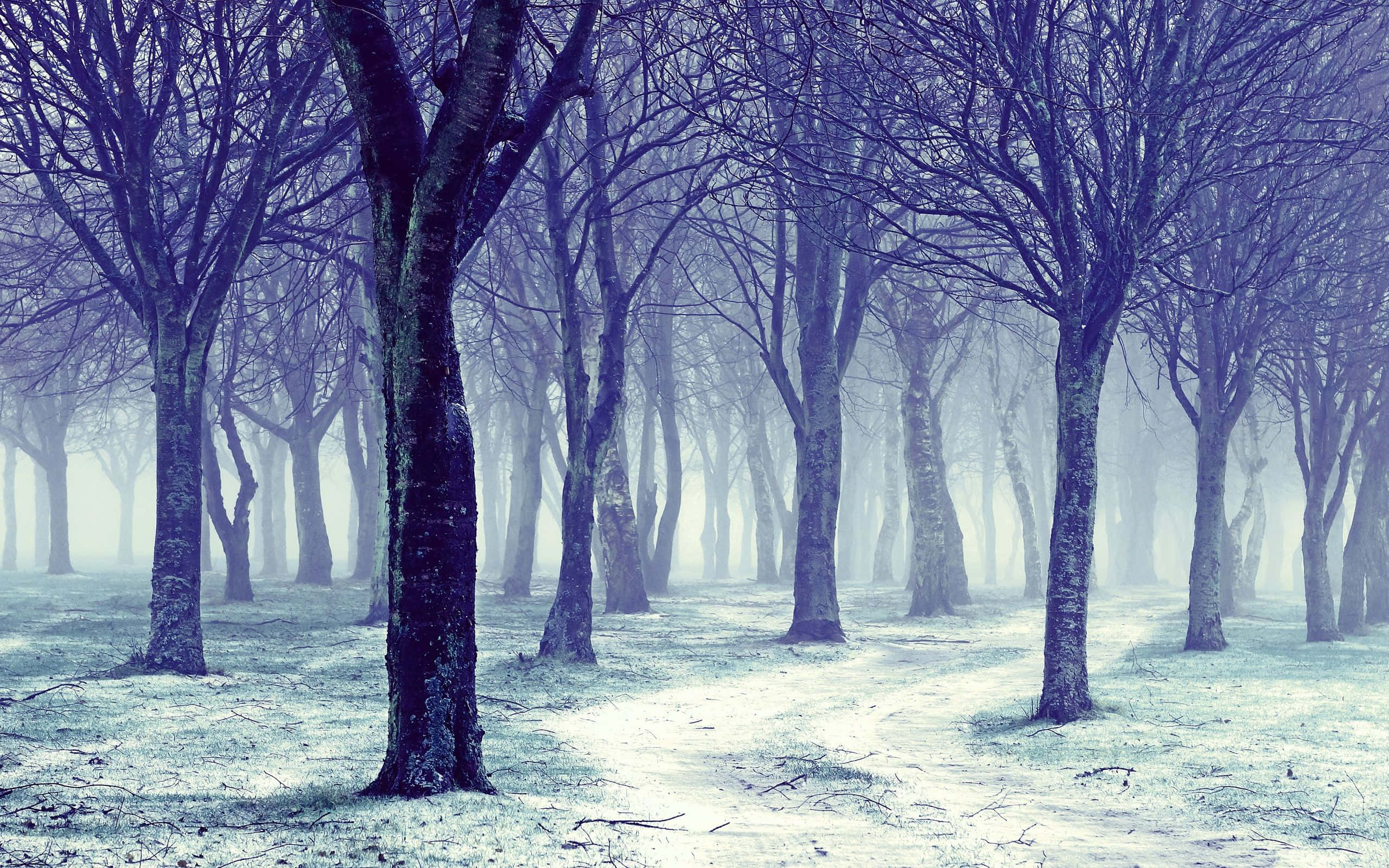 Snow Trees 桌布 壁紙 — 一片霧氣瀰漫的冬日森林，樹木光禿，地面覆蓋霜雪，籠罩在清冷的藍光下。