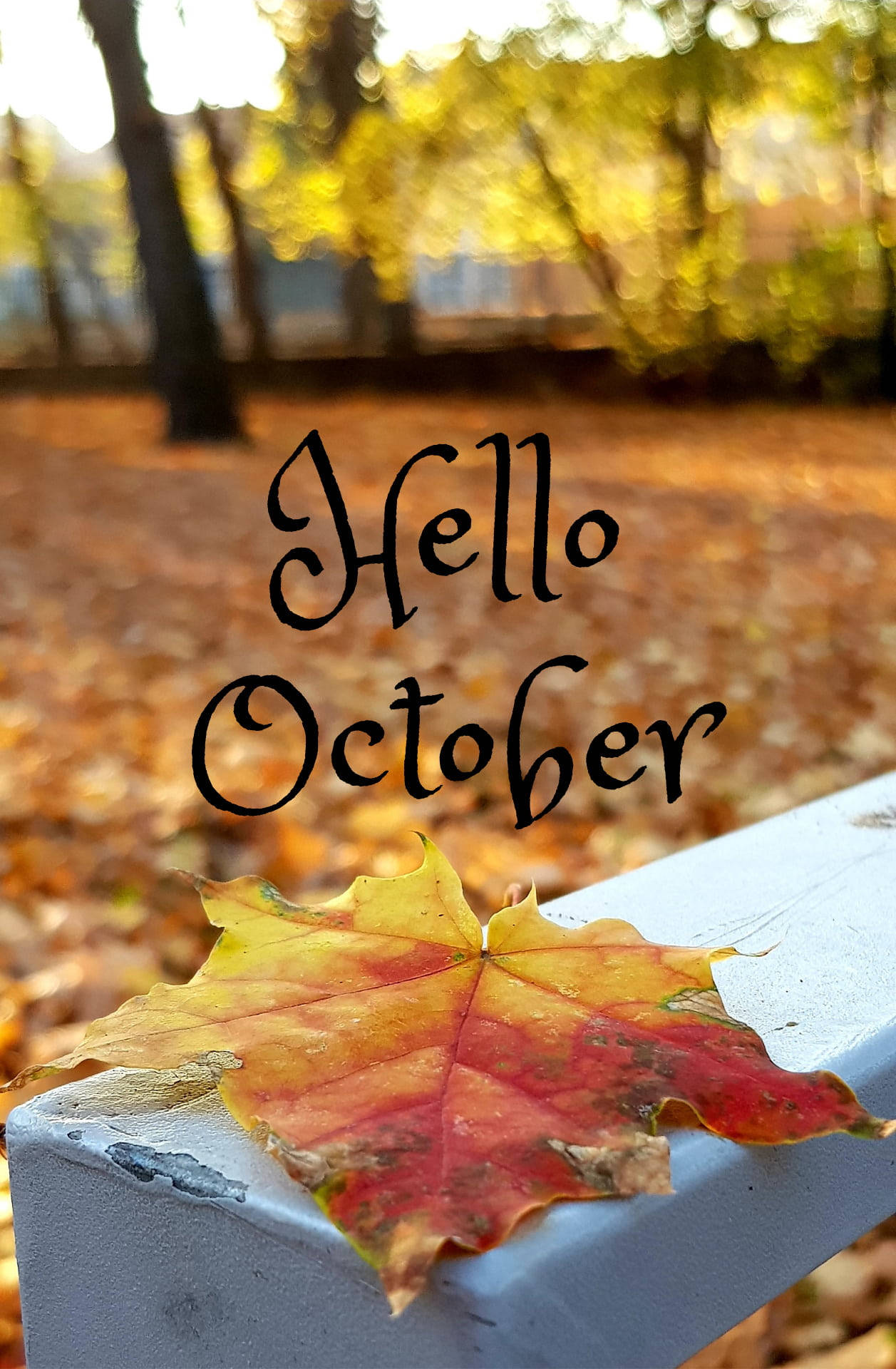 Hello 桌布 壁紙 — 一片鮮紅和黃色的楓葉躺在白色欄杆上，背景是模糊的秋日森林，並帶有「你好十月」的文字。