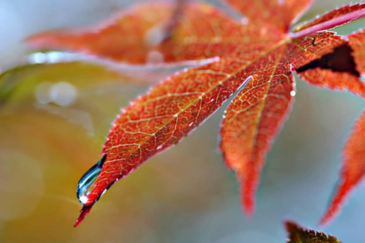 Fall Dew 桌布 壁紙 — 一片鮮紅的楓葉，帶有複雜的葉脈，托著一顆閃閃發亮的水滴，正準備在柔和的模糊背景下落下。