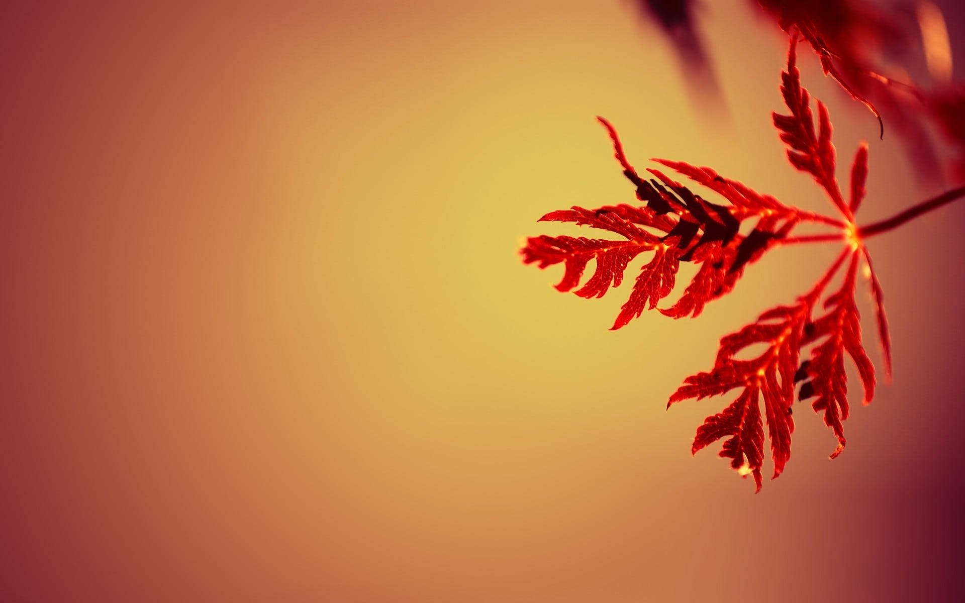 橙色動態圖 桌布 壁紙 — 一片鮮紅的楓葉在溫暖漸變的日落天空中閃耀。