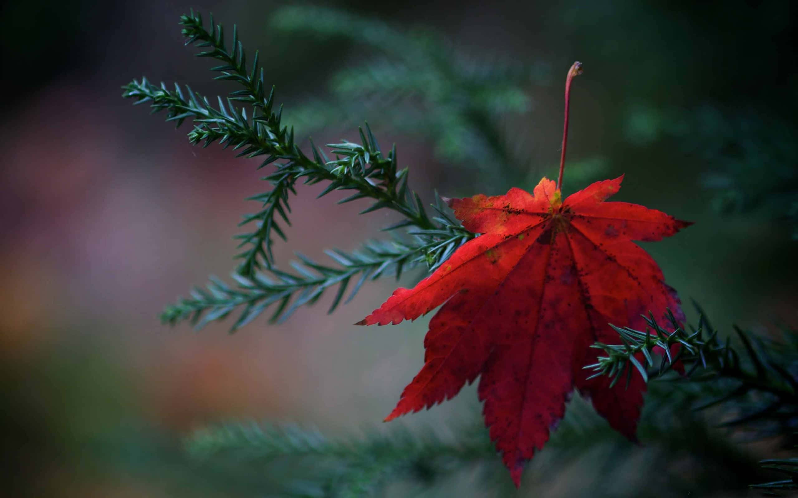 Fallen Leaves 桌布 壁紙 — 一片鮮紅的楓葉緊貼在綠色的常綠樹枝上，背景是柔和模糊的森林。