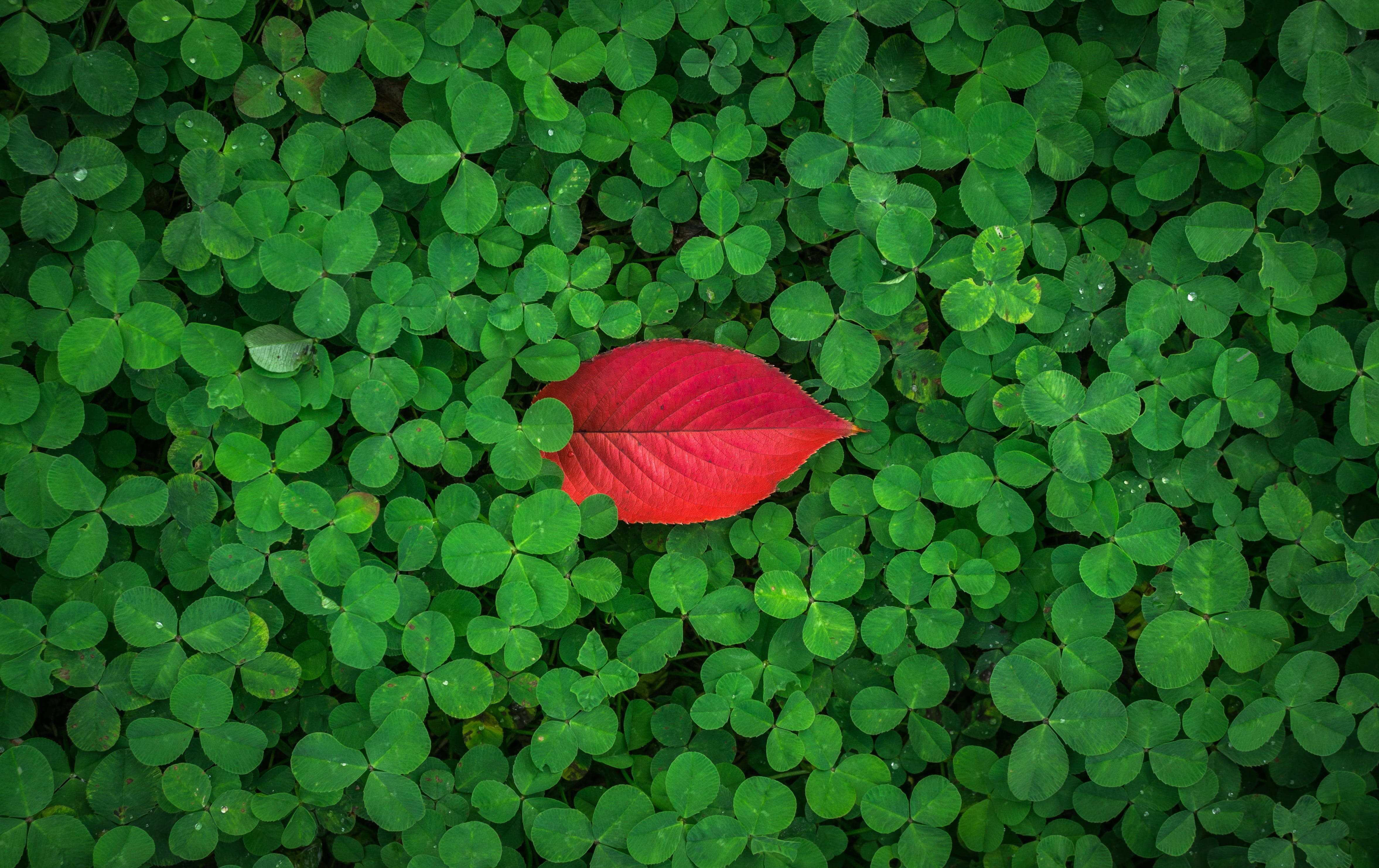 Plant 4K 桌布 壁紙 — 一片鮮紅的樹葉在柔和自然光下，靜靜躺在濃密的綠色三葉草葉地毯上。