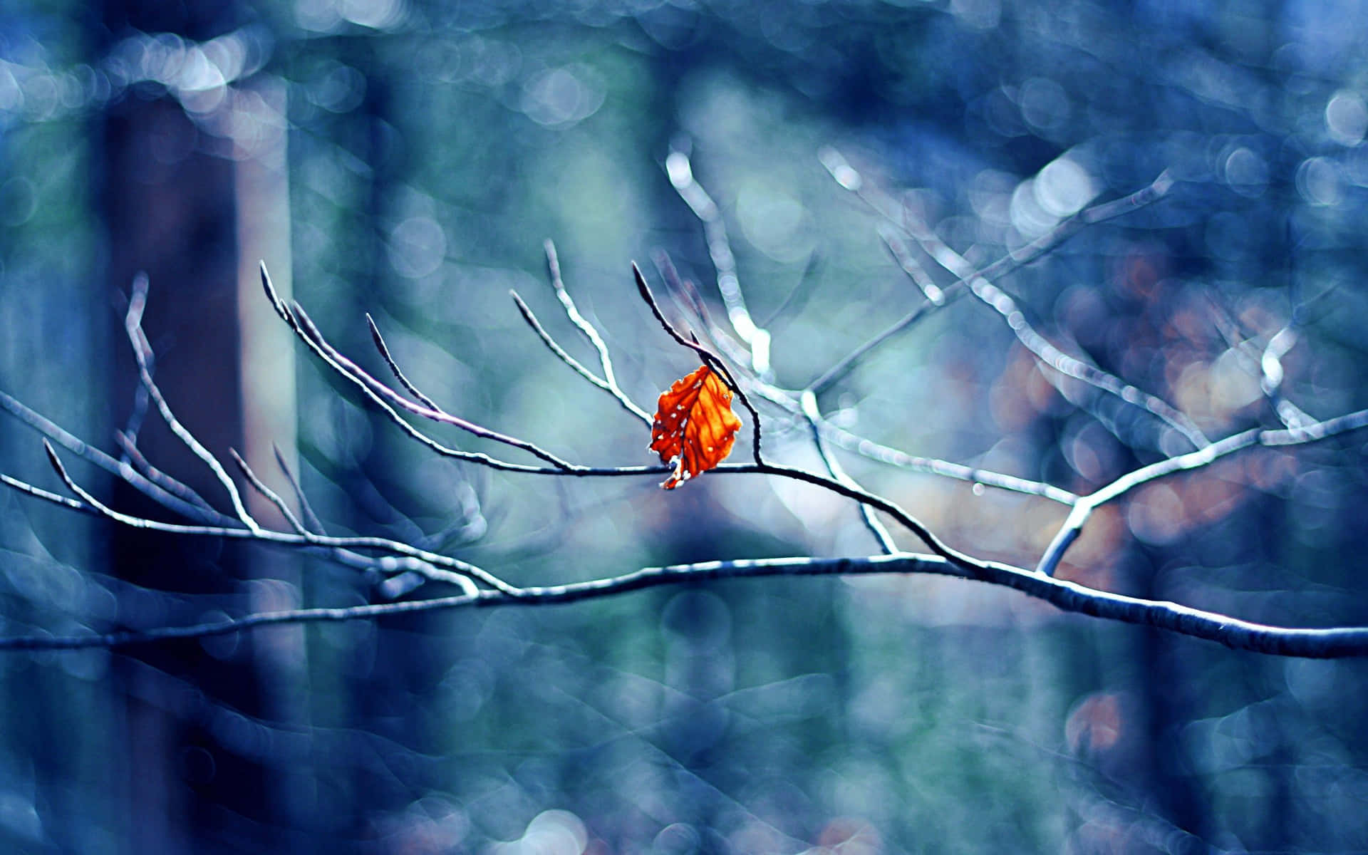 Beautiful Winter 桌布 壁紙 — 一片鮮豔的橙色樹葉緊貼在光禿禿的樹枝上，背景是清涼的藍色模糊森林。
