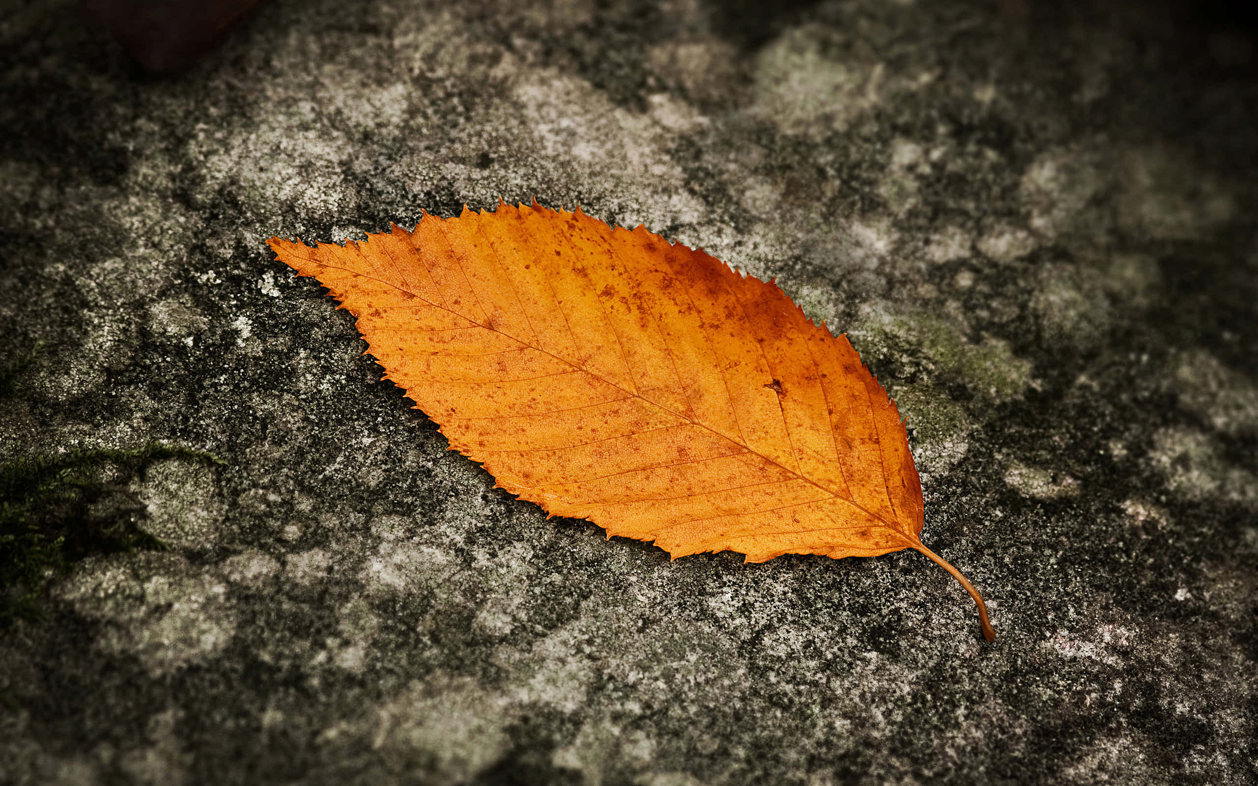 Fallen Leaves 桌布 壁紙 — 一片鮮豔的橙色秋葉，在柔和自然光下，靜置於有紋理的灰色石面上。
