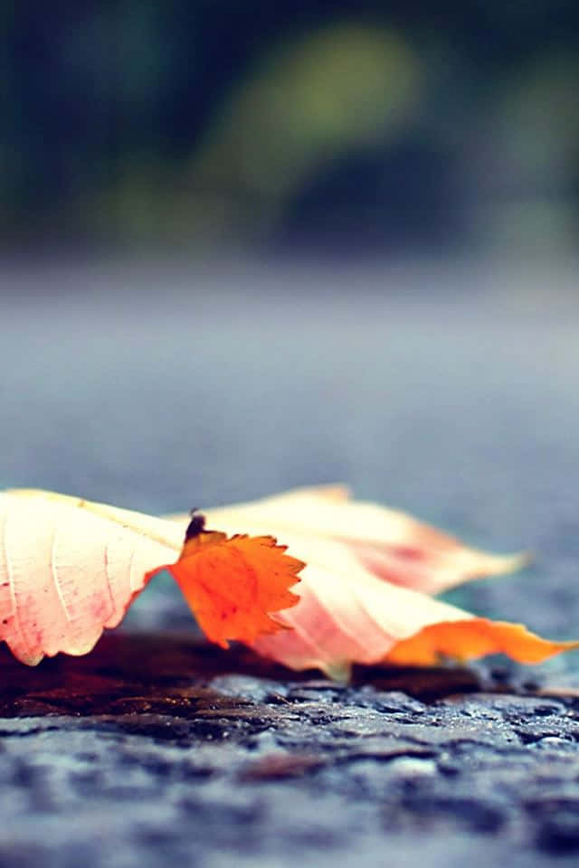 First Day Of Fall 桌布 壁紙 — 一片鮮豔的橙色秋葉靜靜地躺在濕漉漉的鵝卵石小徑上，背景是模糊的自然景色。