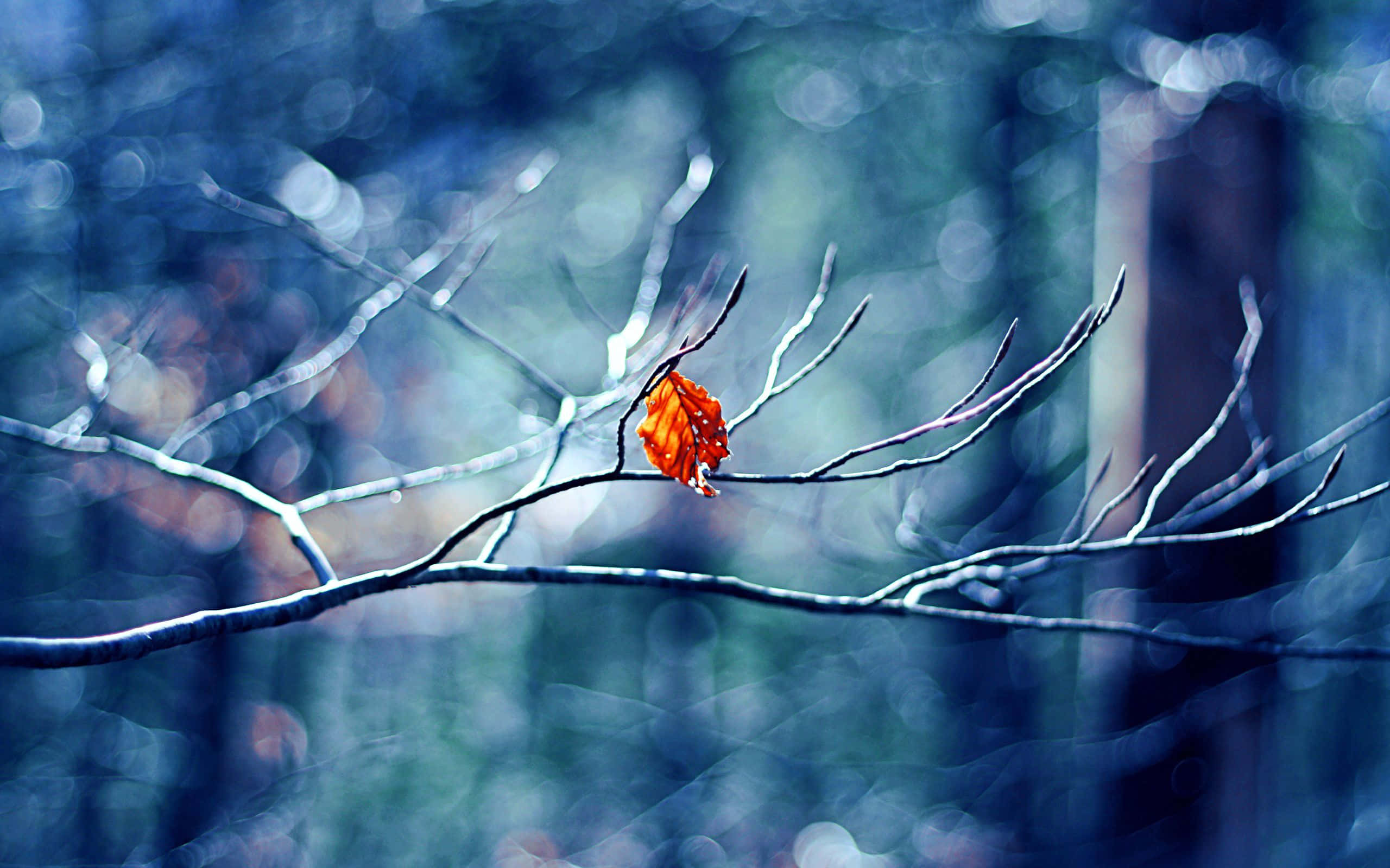 Winter Trees 桌布 壁紙 — 一片鮮豔的橙色葉子緊貼在光禿禿的冬季樹枝上，背景是柔和的藍色散景森林。