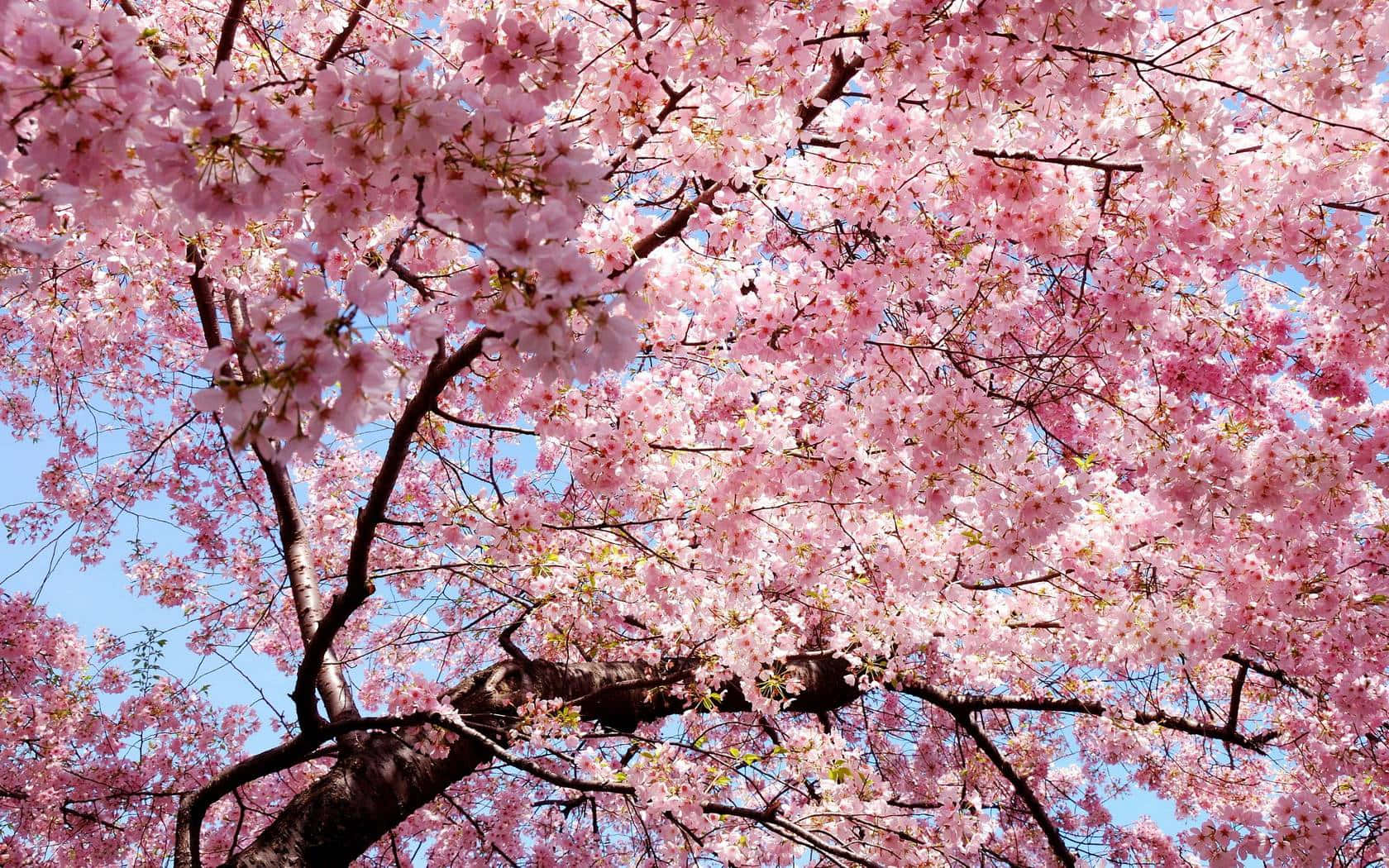 Blooming Trees 桌布 壁紙 — 一片鮮豔的粉紅櫻花樹冠，在晴朗的藍天下密集盛開，盡顯春日輝煌。