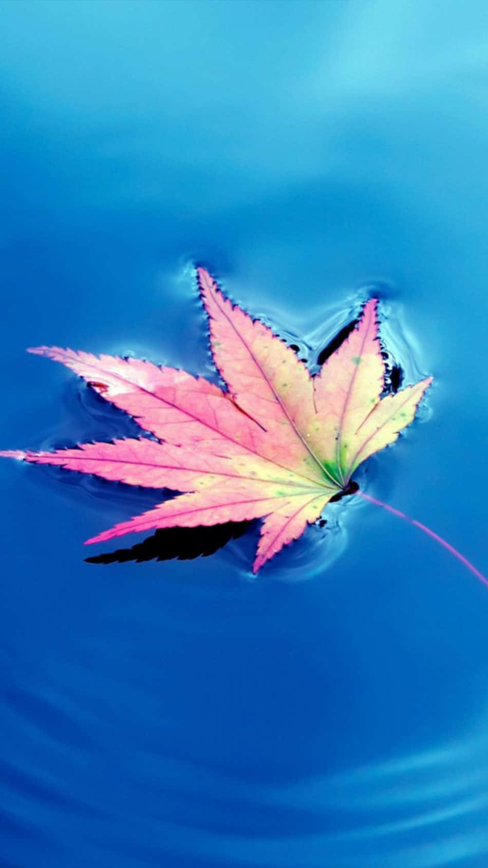 Fallen Leaves 桌布 壁紙 — 一片鮮豔的粉紅色和黃色楓葉靜靜地漂浮在深藍色的水面上，泛起輕柔的漣漪。