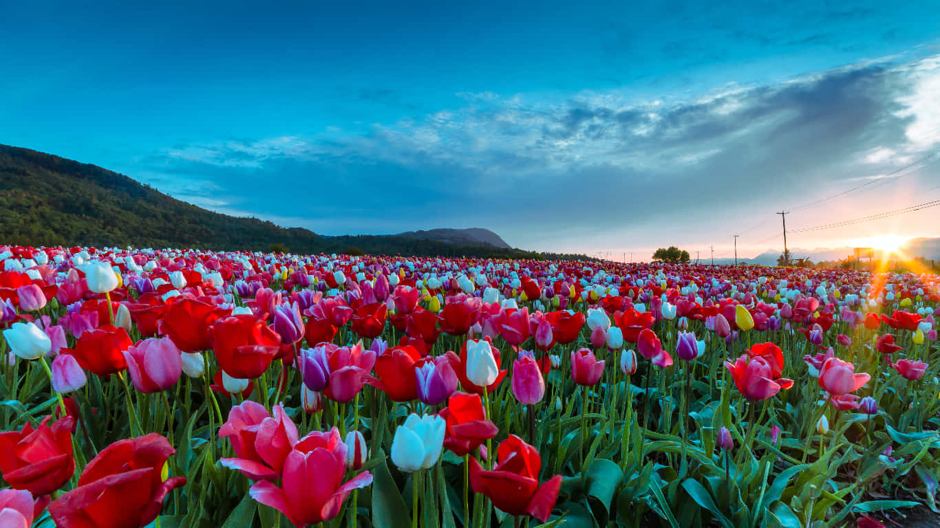 Spring Fields 桌布 壁紙 — 一片鮮豔的紅、粉紅和白色鬱金香花田，在戲劇性的暮色天空下延伸，陽光穿透雲層。