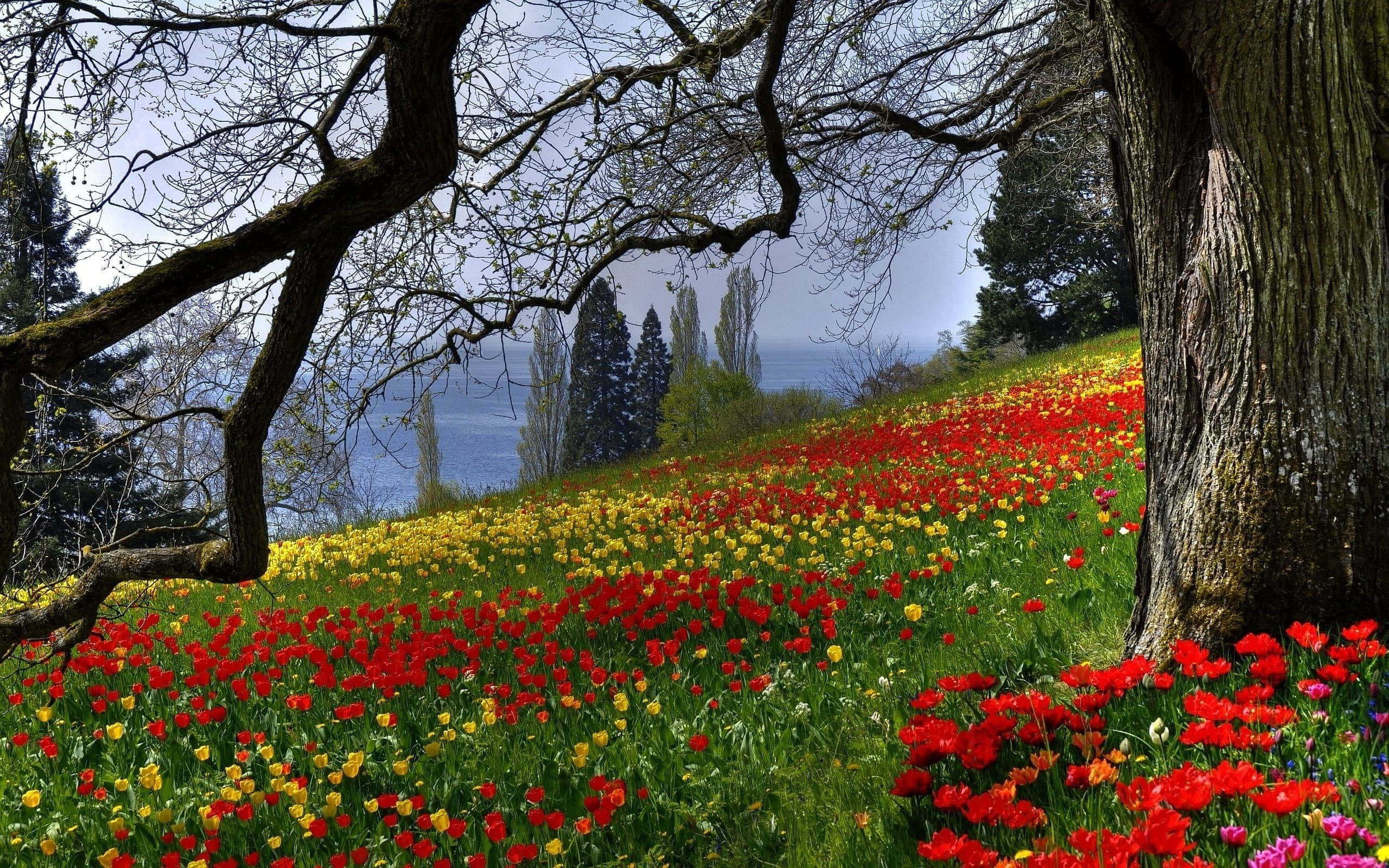 Spring Meadow 桌布 壁紙 — 一片鮮豔的紅色和黃色鬱金香在光禿的樹枝下盛開，俯瞰著霧氣瀰漫的湖泊。