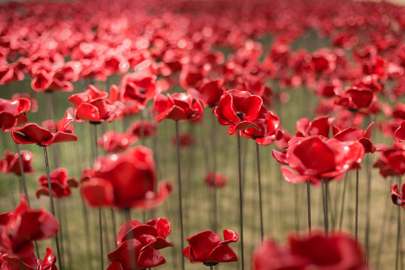 Poppy 桌布 壁紙 — 一片鮮豔的紅色陶瓷罌粟花田，在明亮的日光下，矗立在柔軟的綠色草地上。