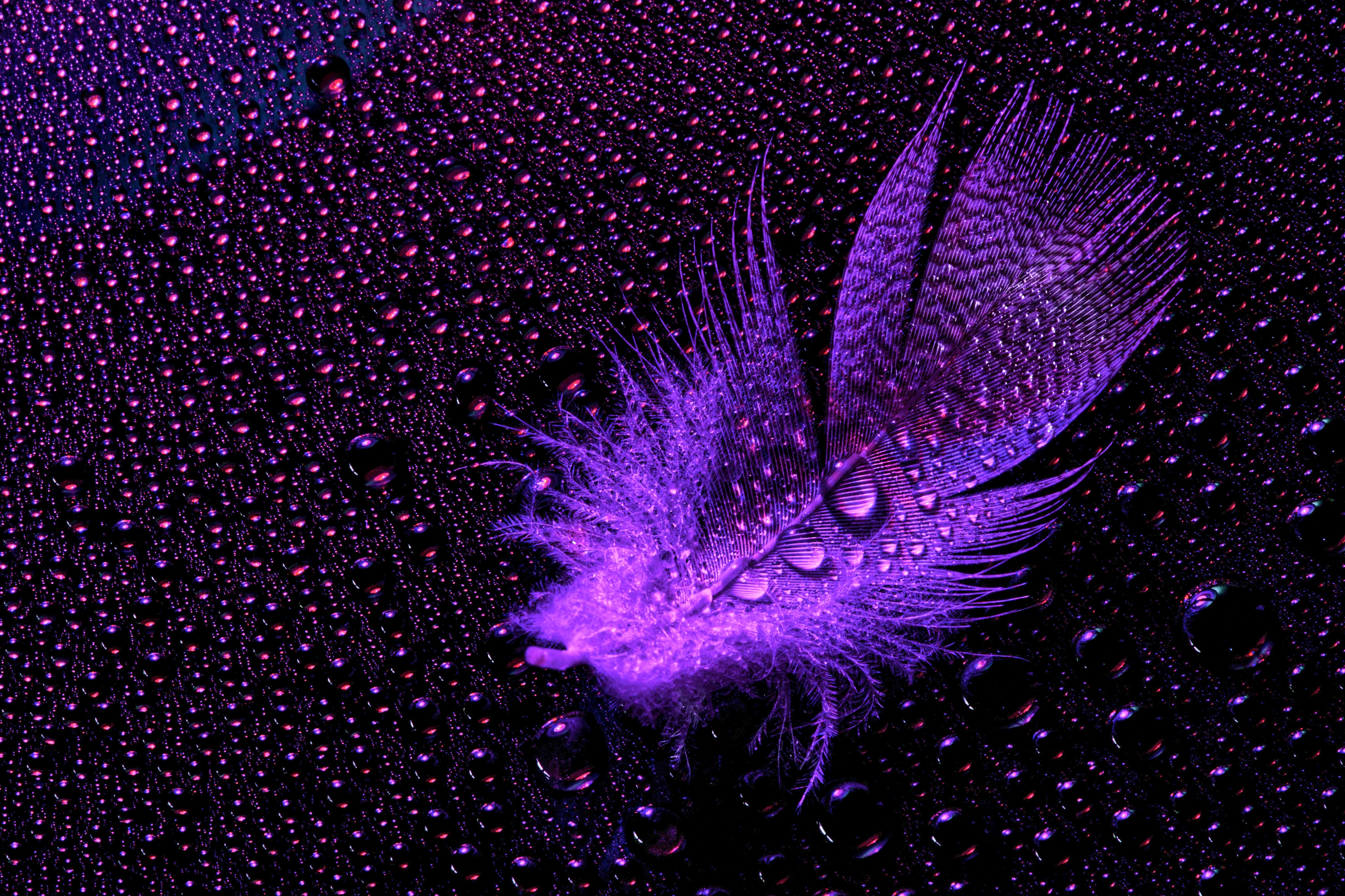 Purple Feathers 桌布 壁紙 — 一片鮮豔的紫色羽毛，在戲劇性的燈光下，停留在點綴著閃爍水滴的深色表面上。