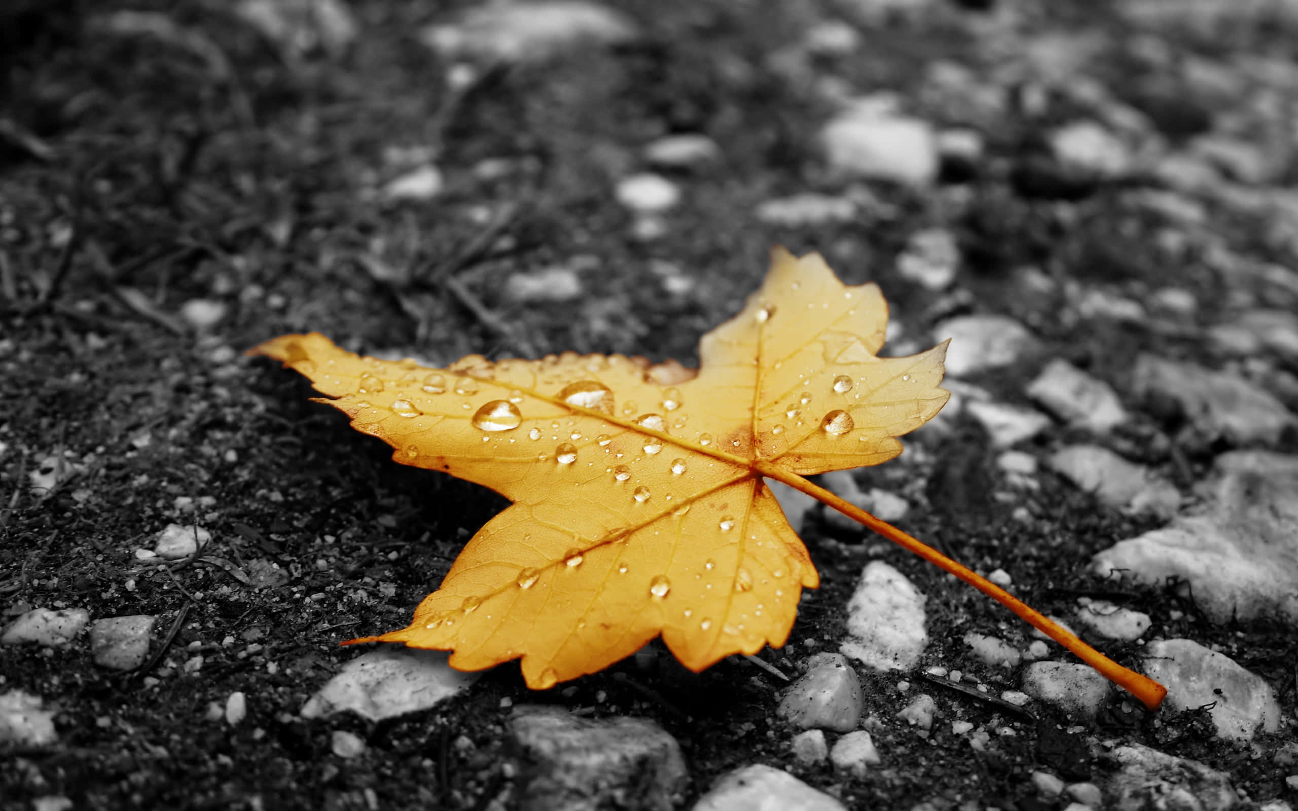 Yellow Leaves 桌布 壁紙 — 一片鮮黃色的楓葉上閃爍著水珠，靜靜地躺在低飽和度的碎石路上。