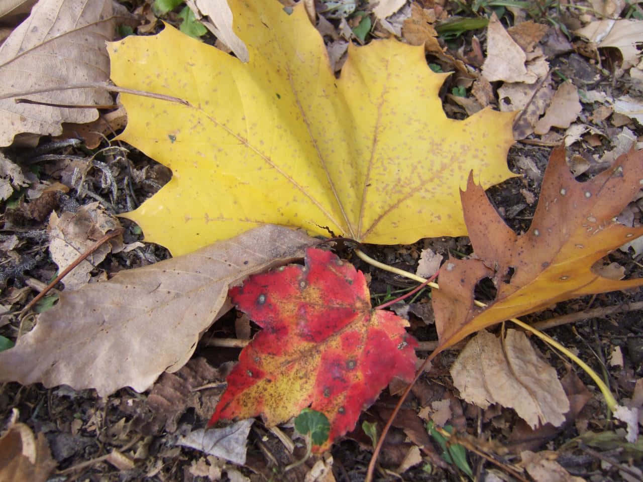 Leaves 桌布 壁紙 — 一片鮮黃色的楓葉和一片火紅的樹葉躺在森林地面上的棕色落葉中。
