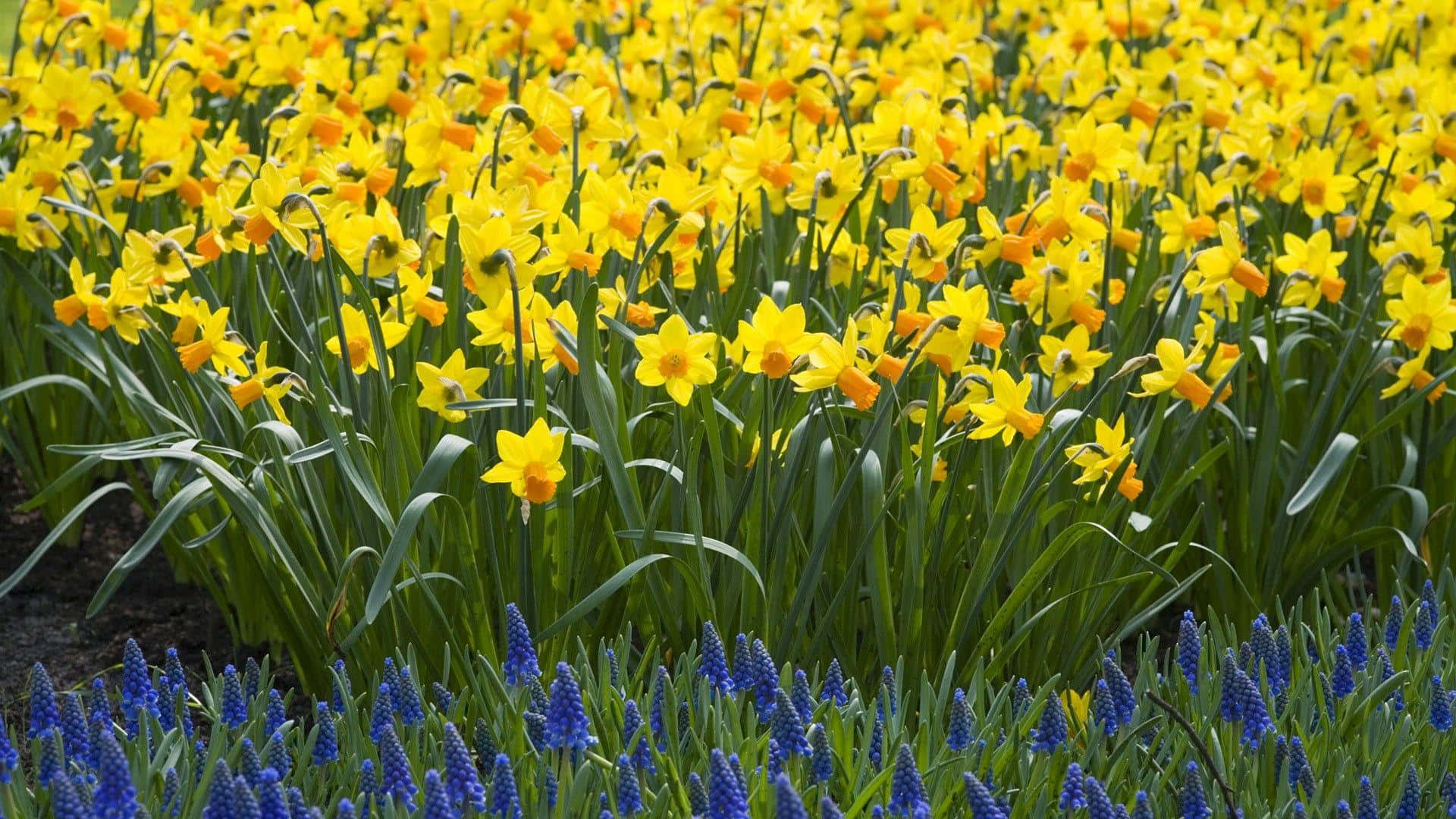 Yellow Daffodils 桌布 壁紙 — 一片鮮黃色的水仙花田在明亮的日光下，與一排深藍色的葡萄風信子並排盛開。