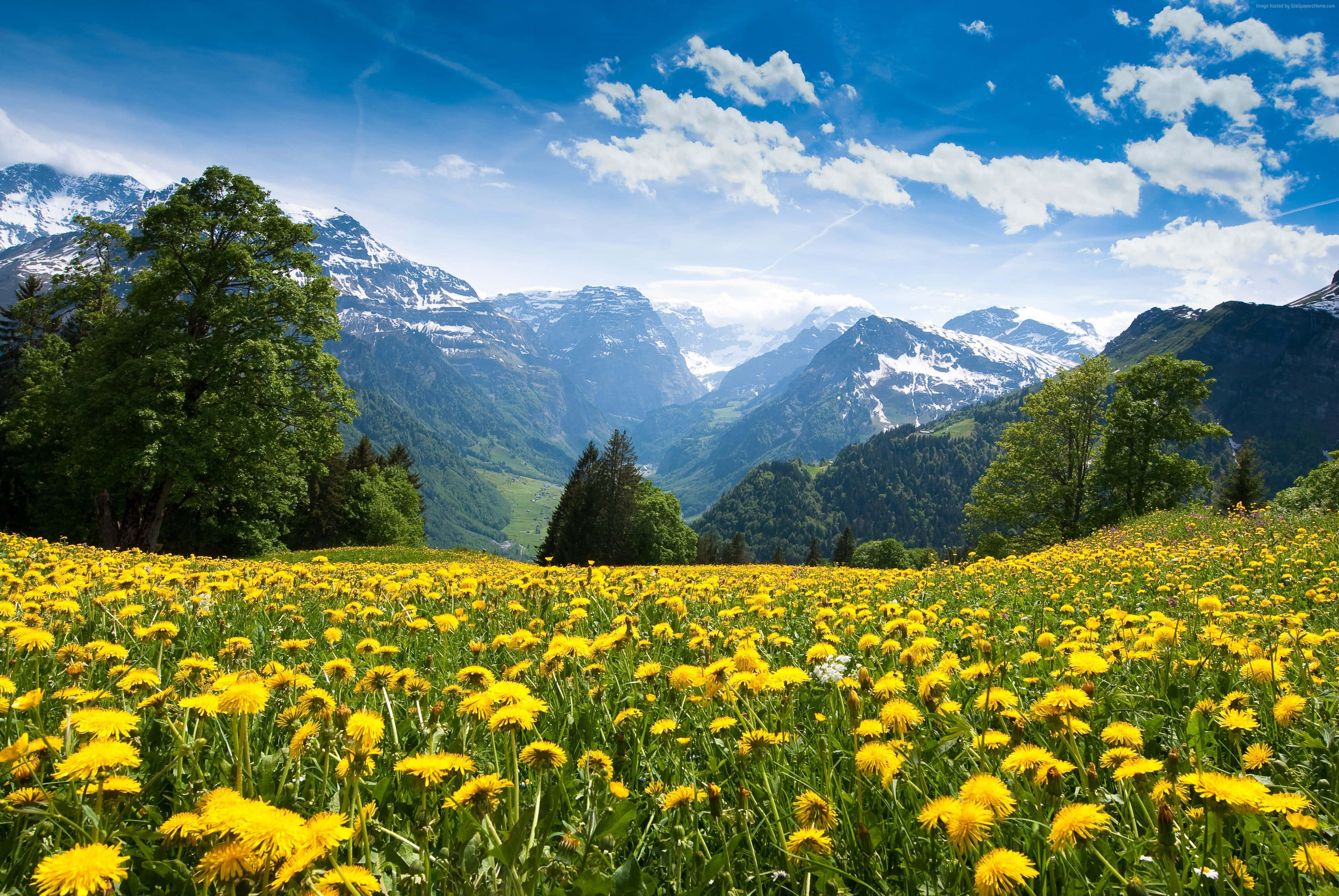 Meadow 桌布 壁紙 — 一片鮮黃色的蒲公英田野，在藍天白雲下延伸至積雪的山峰。