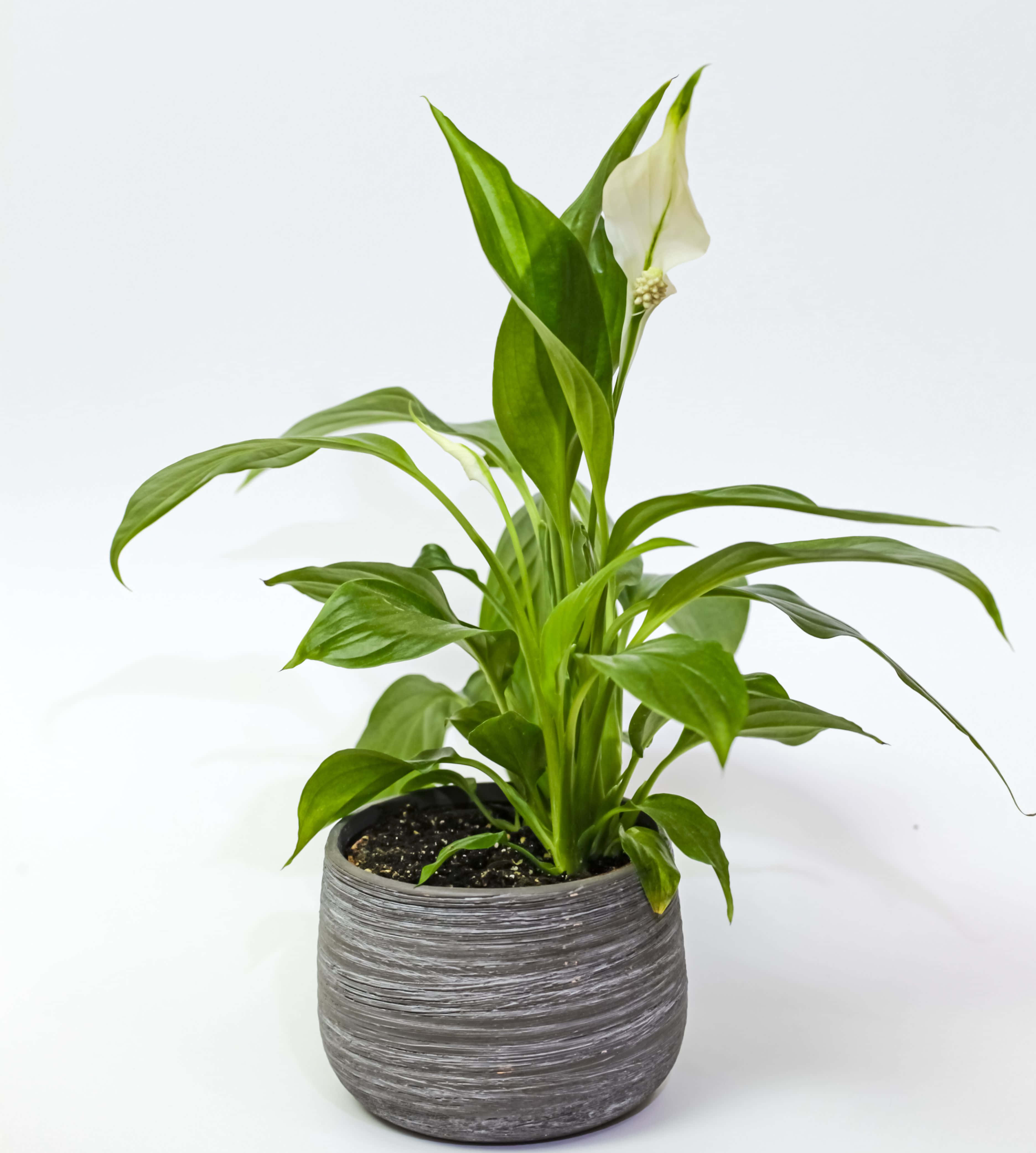 Green Plant 桌布 壁紙 — 一盆充滿活力的白掌，擁有光澤的綠色葉片和純白色的佛焰苞，在質感灰色花盆中盛開，背景為潔淨的白色。