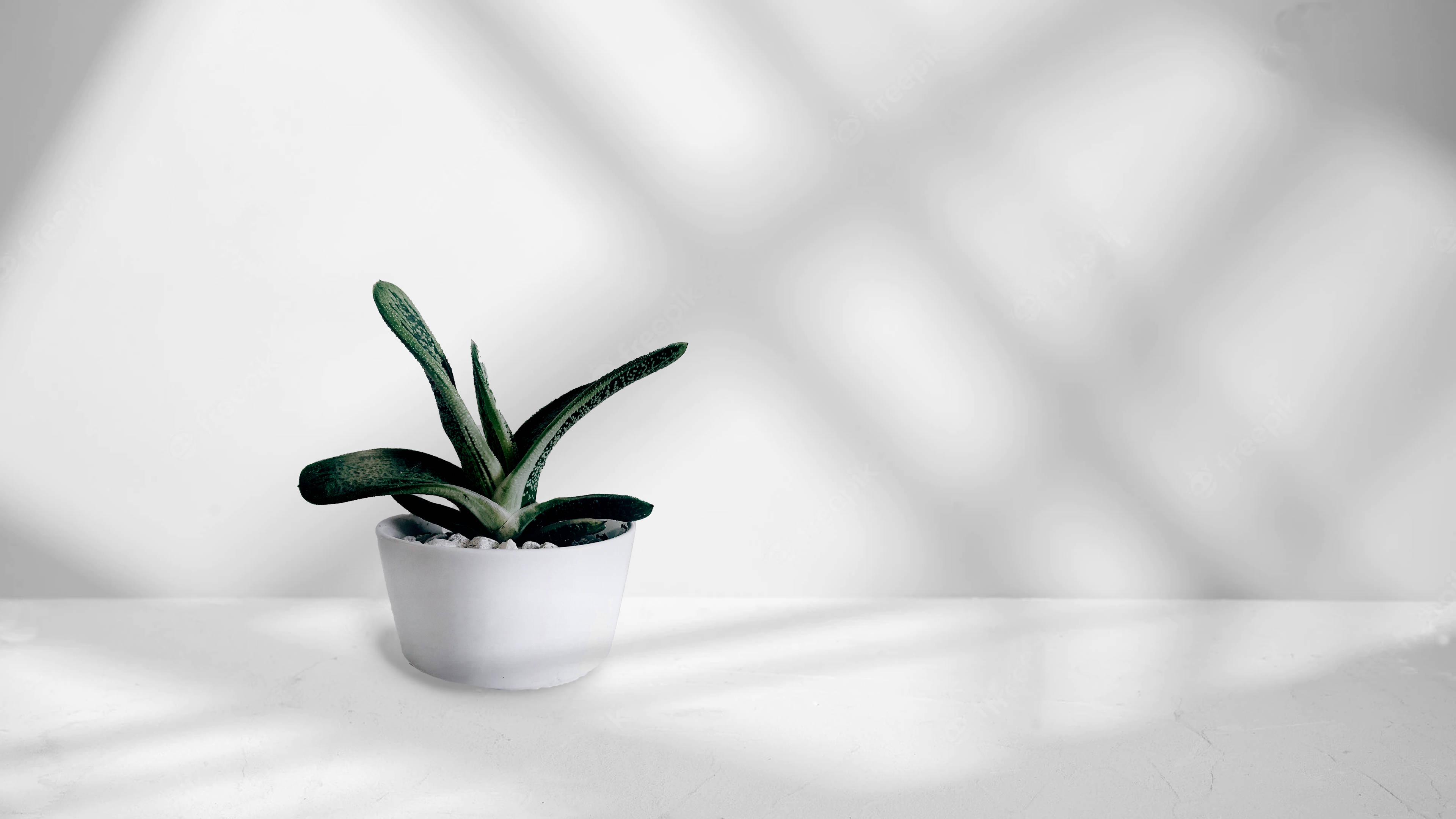 Interior Design 桌布 壁紙 — 一盆小型多肉植物在自然光下於明亮的白色表面上投下柔和陰影。