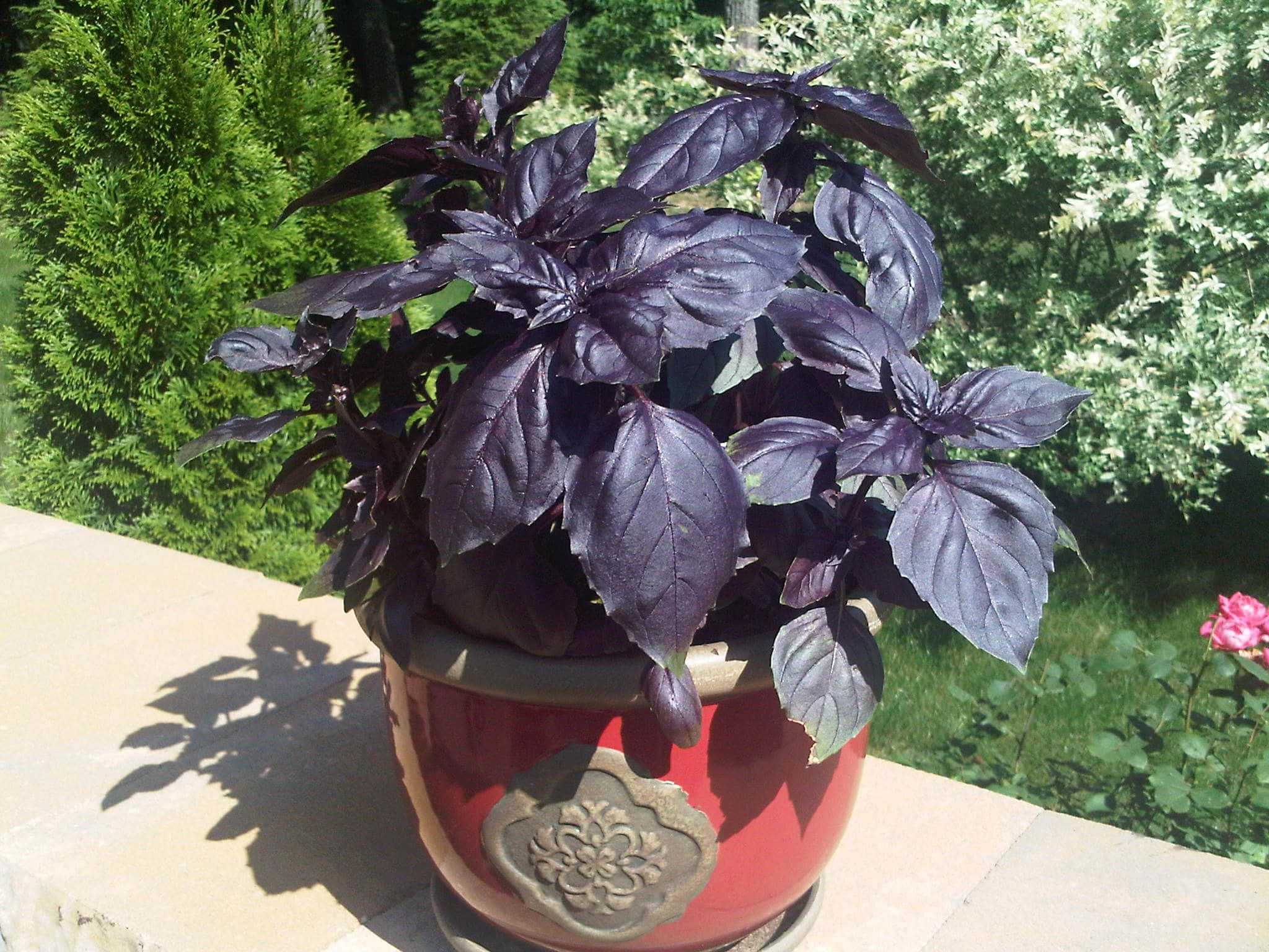 Purple Basil 桌布 壁紙 — 一盆帶有光澤葉子的紫色羅勒植物放在石頭庭院上，在鮮綠色灌木和粉紅玫瑰上投下清晰的陰影。