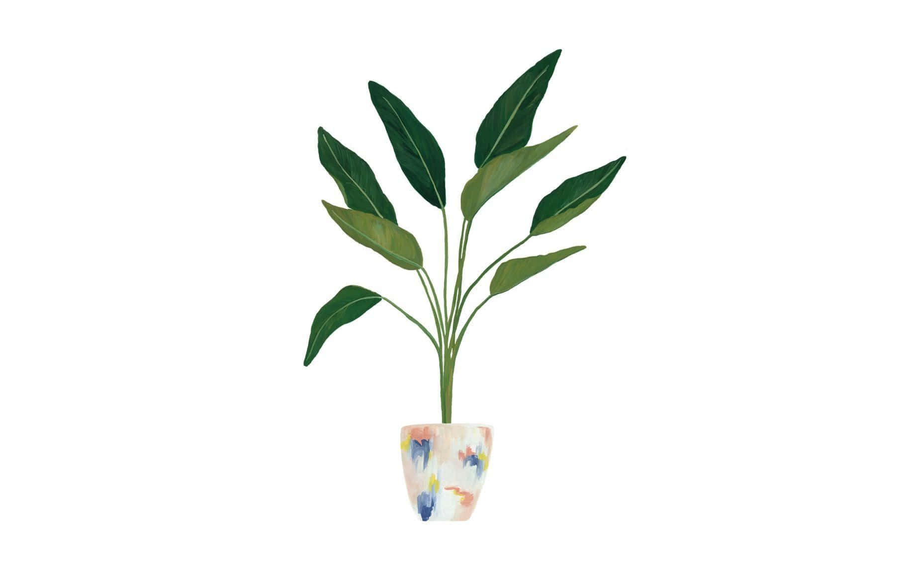 Minimalist Plant 桌布 壁紙 — 一盆水彩風格的盆栽植物，擁有寬大的綠色葉子，種在一個色彩斑斕的斑點陶瓷花盆中，背景為白色。