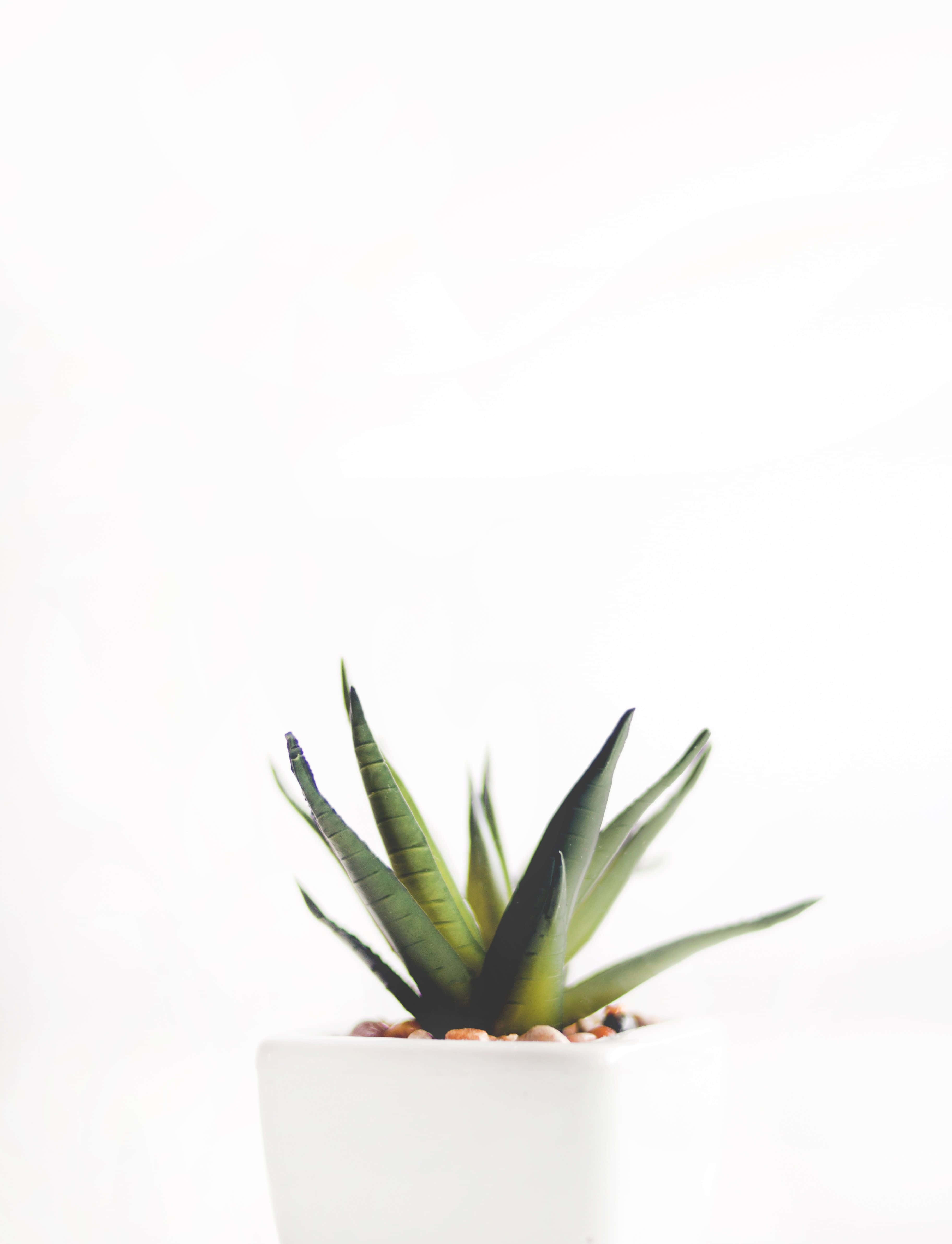 Minimalist Plant 桌布 壁紙 — 一盆簡約的多肉植物，帶有尖銳的綠色葉子，放在白色花盆中，背景為亮白色。